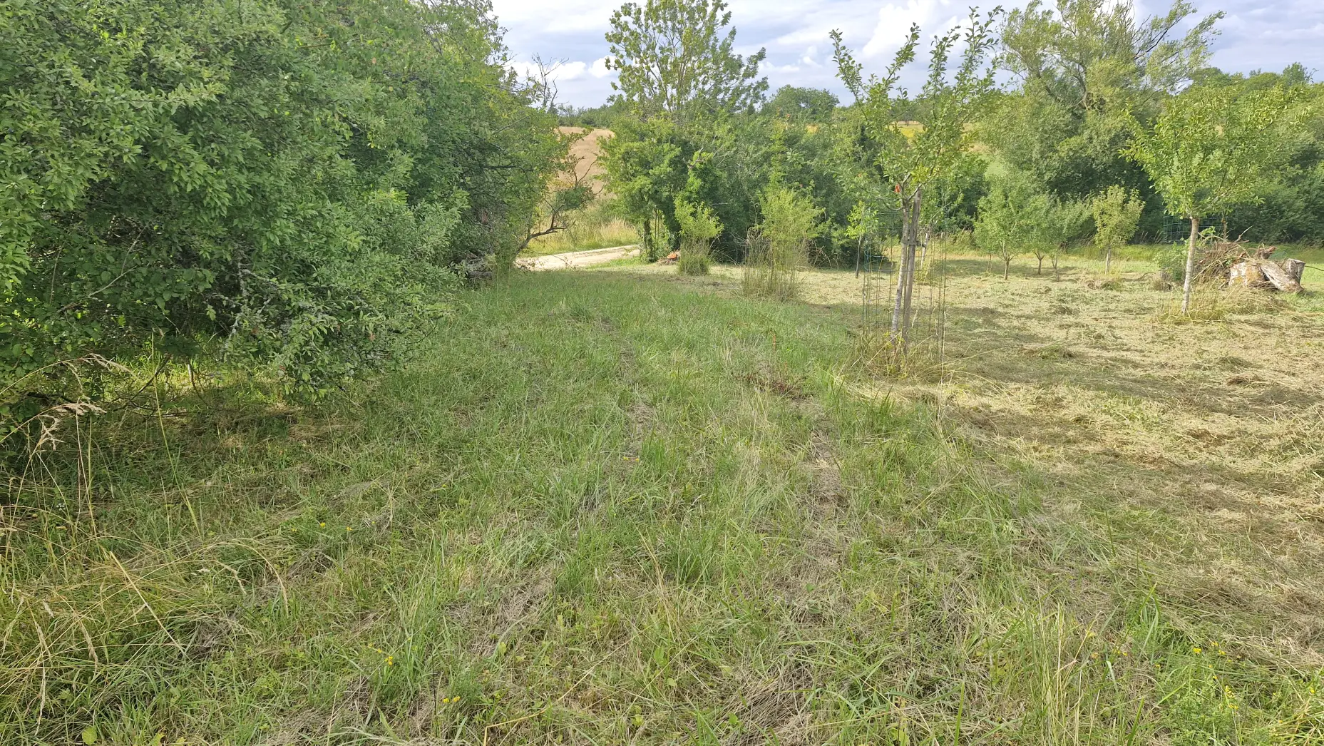 Le verger aux mirabelles