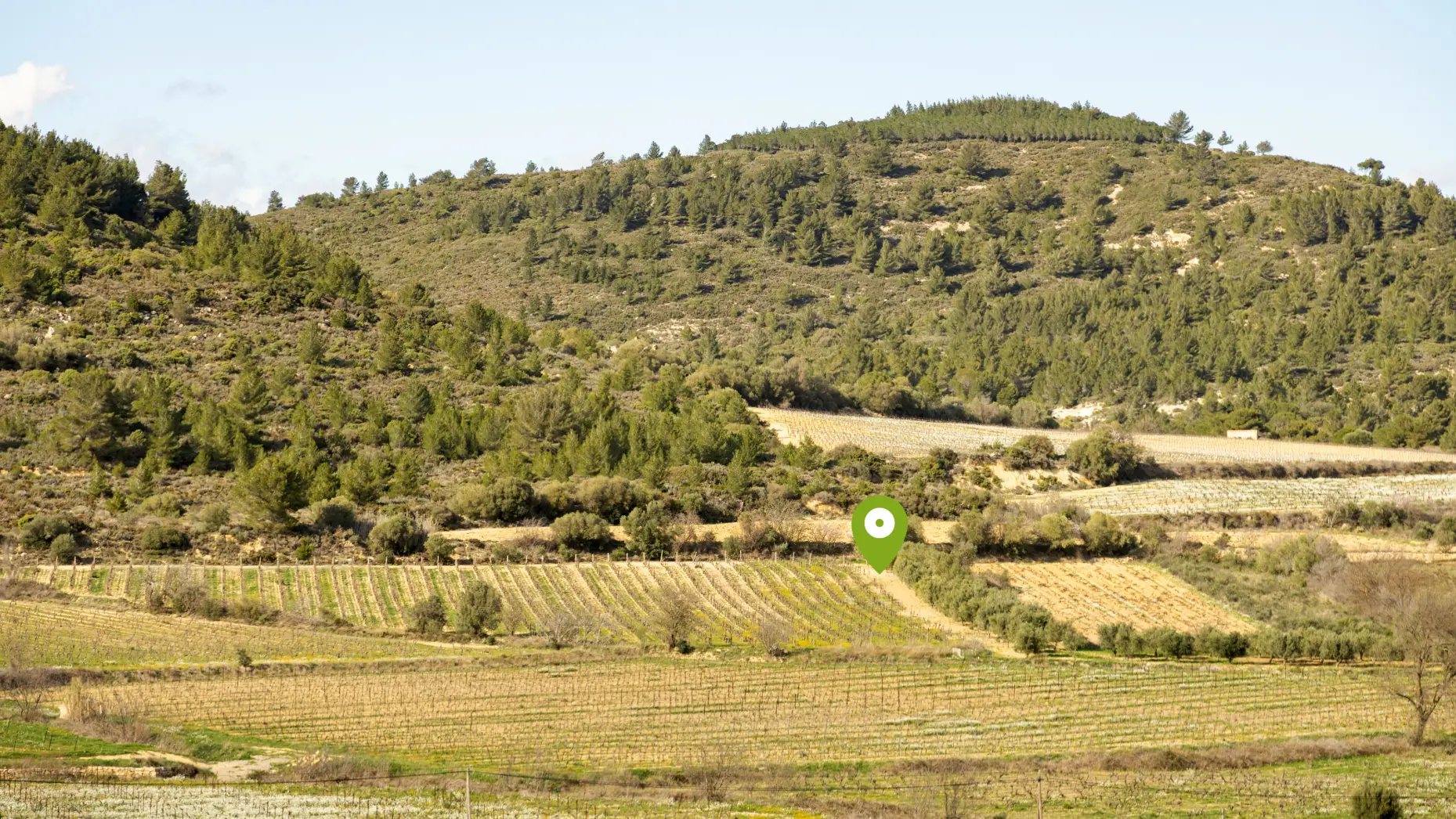 Entre vignes et oliviers