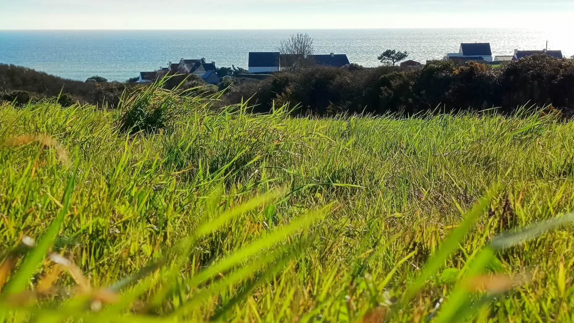 Le chant des hérissons