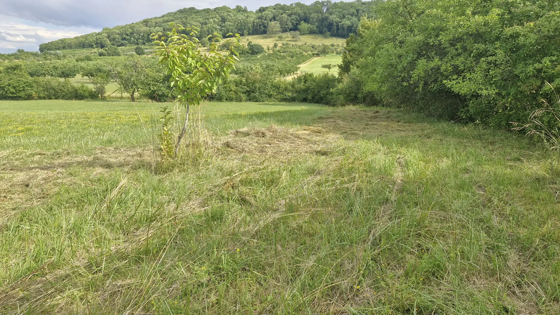 Le verger aux mirabelles