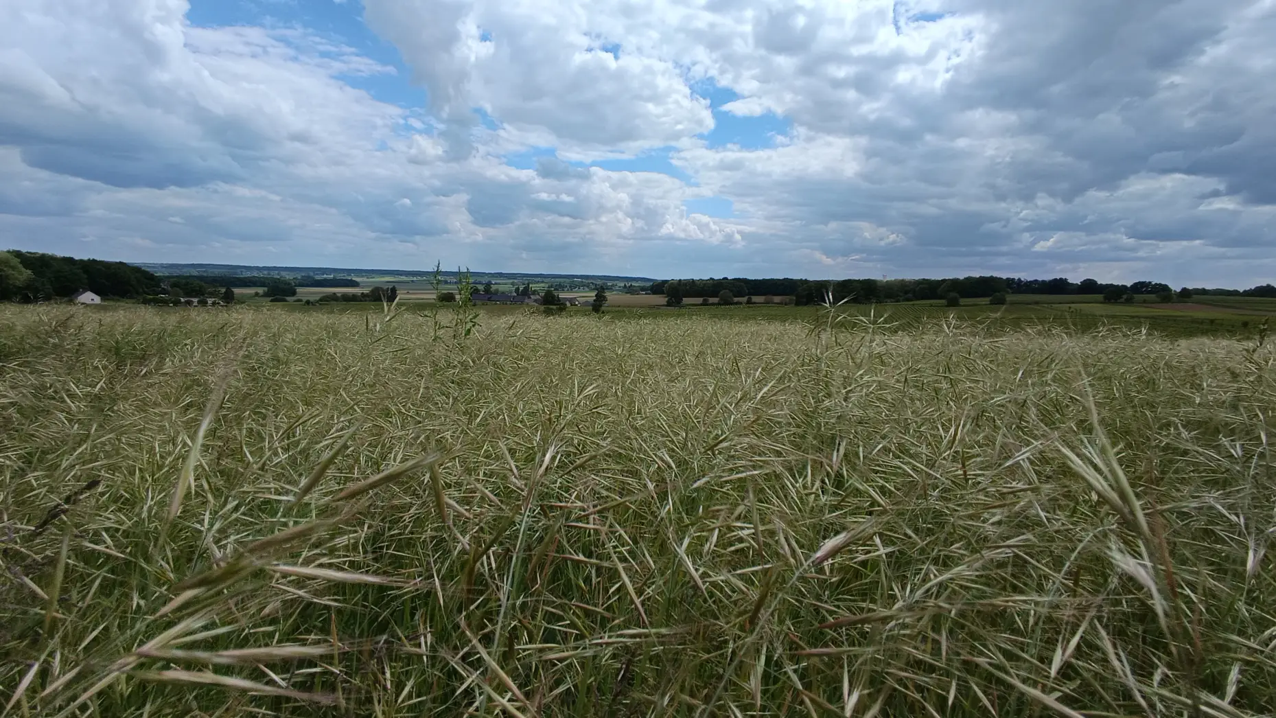 Domaine de bois Mozé 2