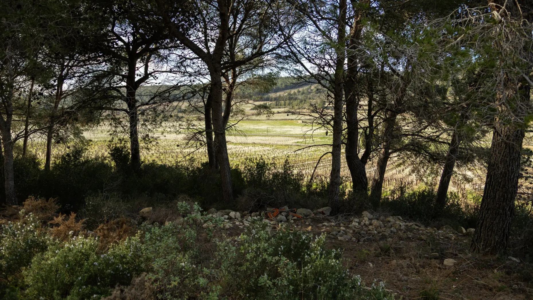 Sous les arbres