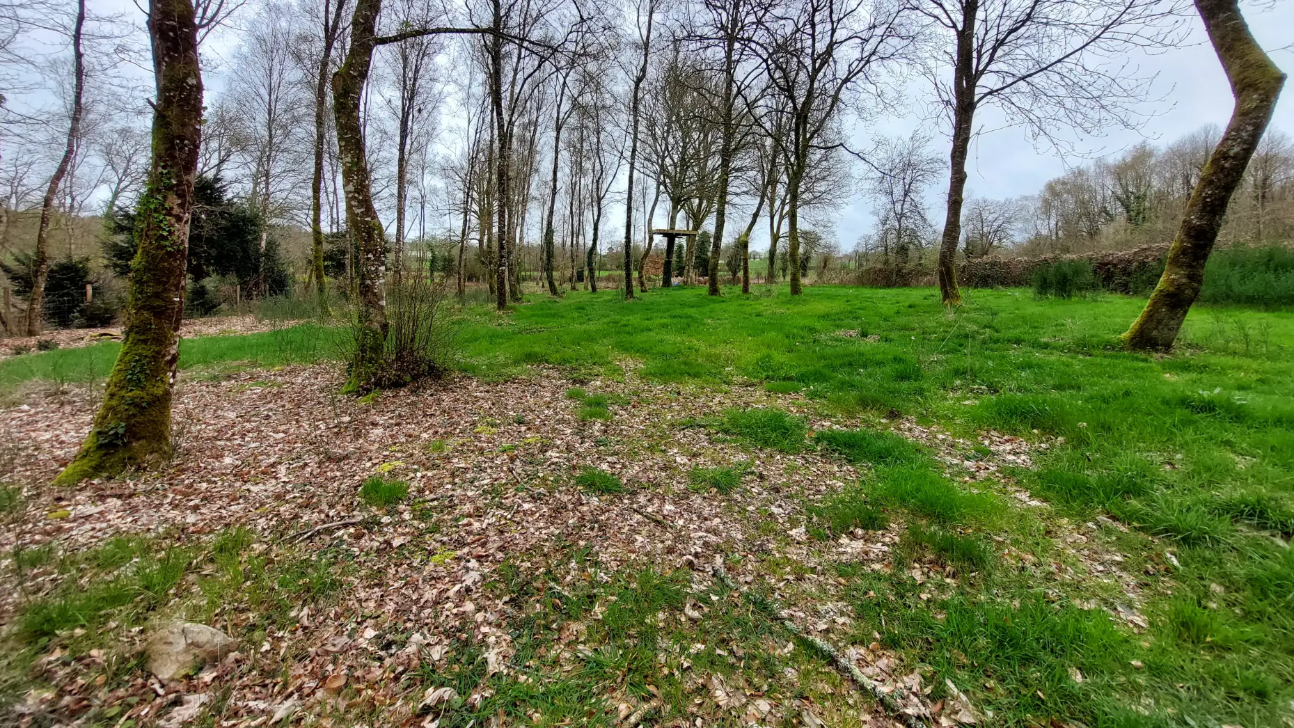 Forêt de Paimpont