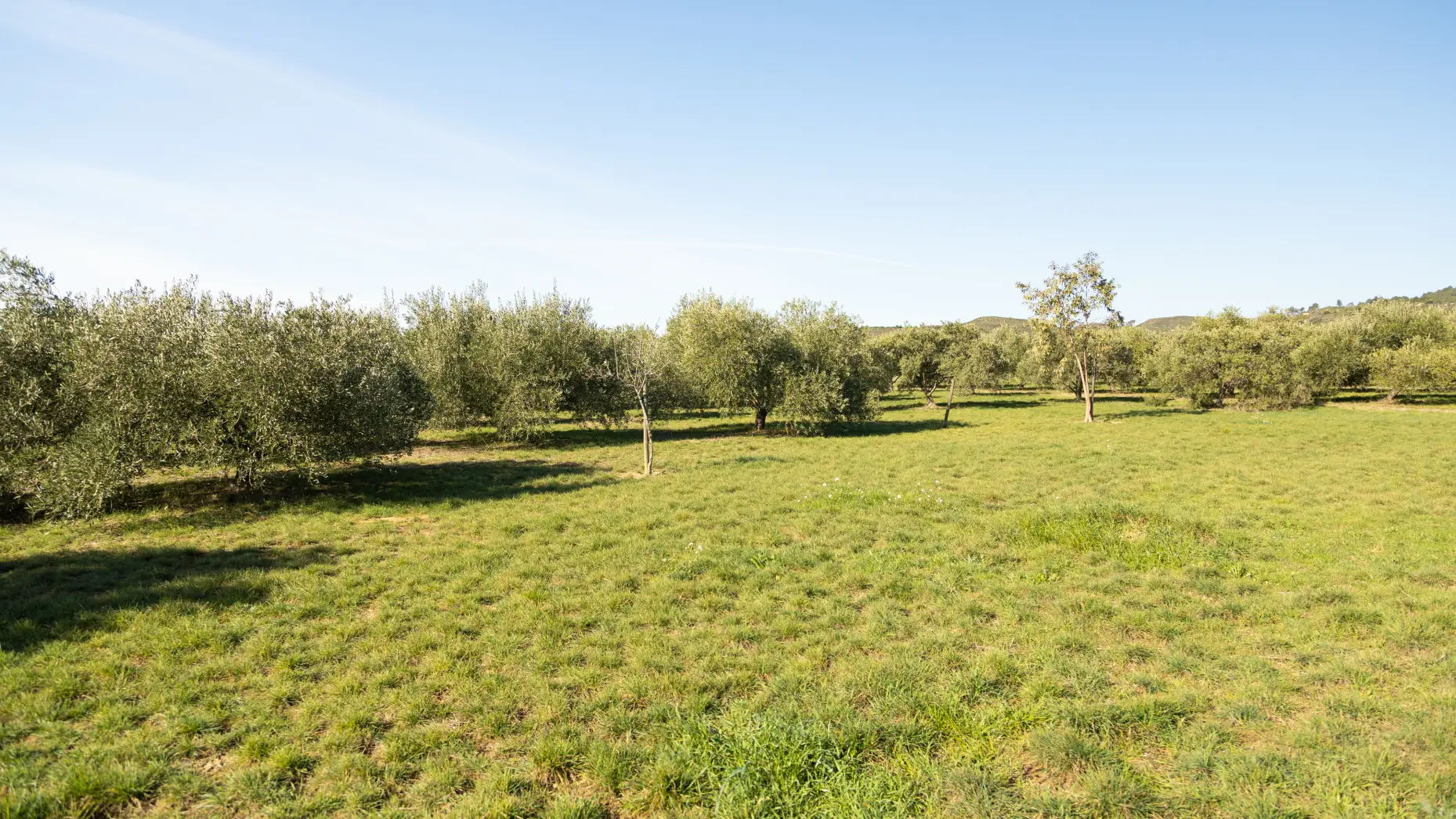 La pause des oliviers 1 #5