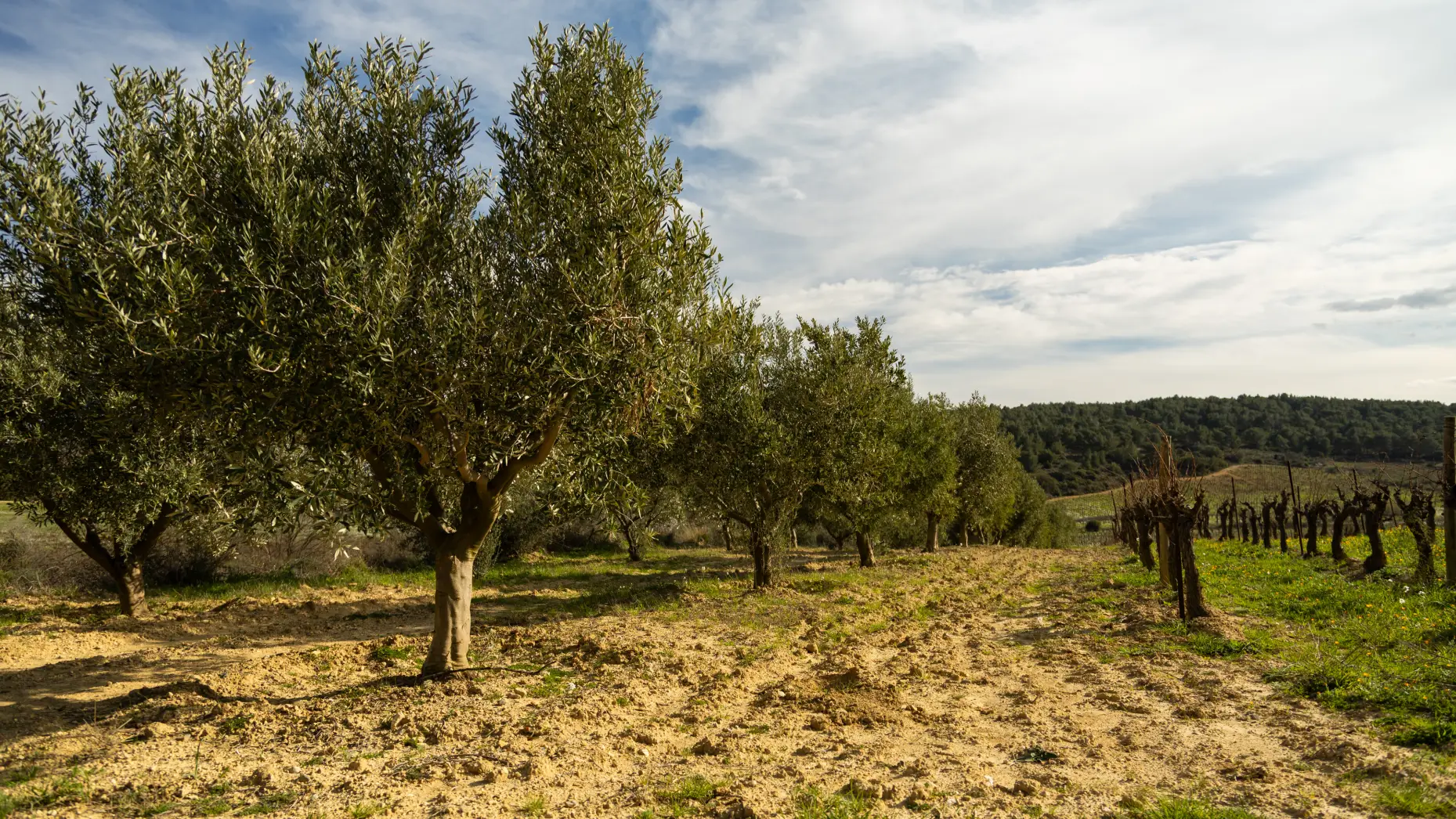 Entre vignes et oliviers #7