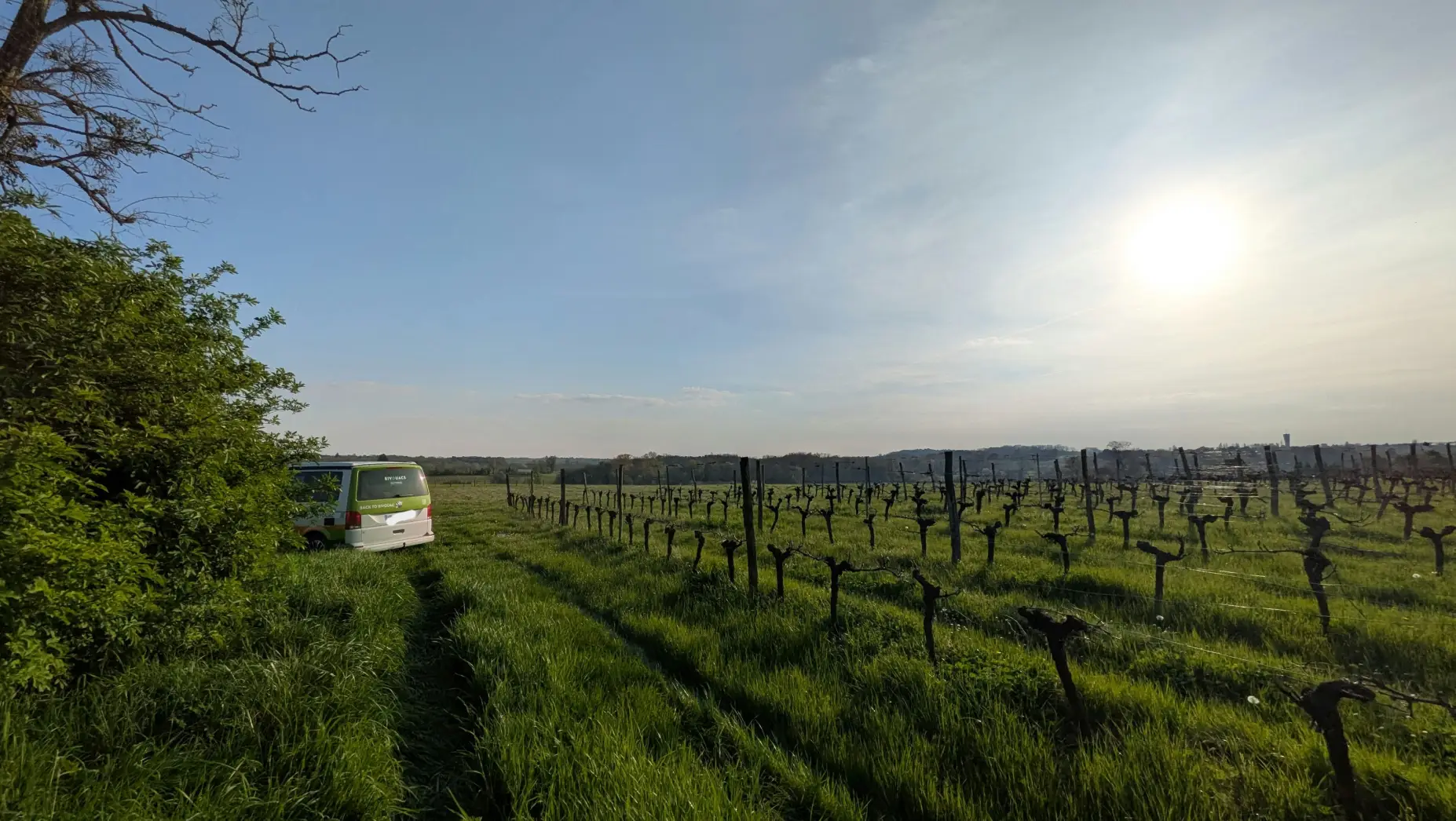 Les Vignes Falgueyret #4