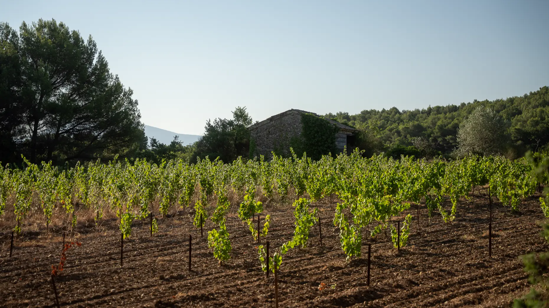 Le chemin des vignes #5
