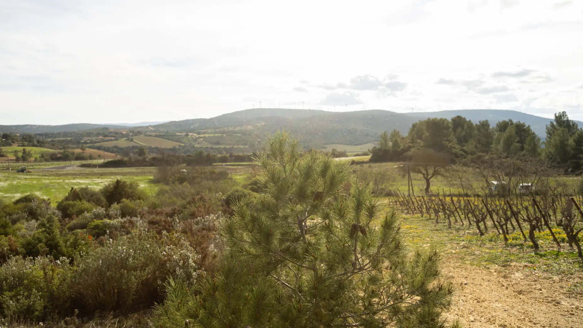 Le circuit des vignes