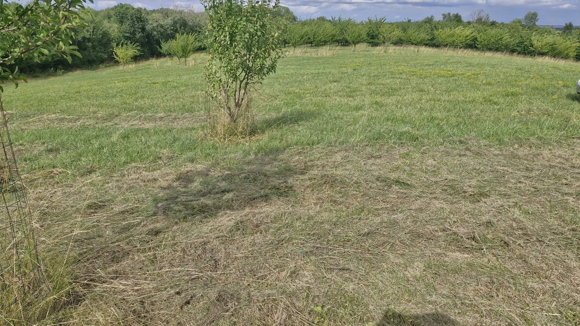 Le verger aux mirabelles #5