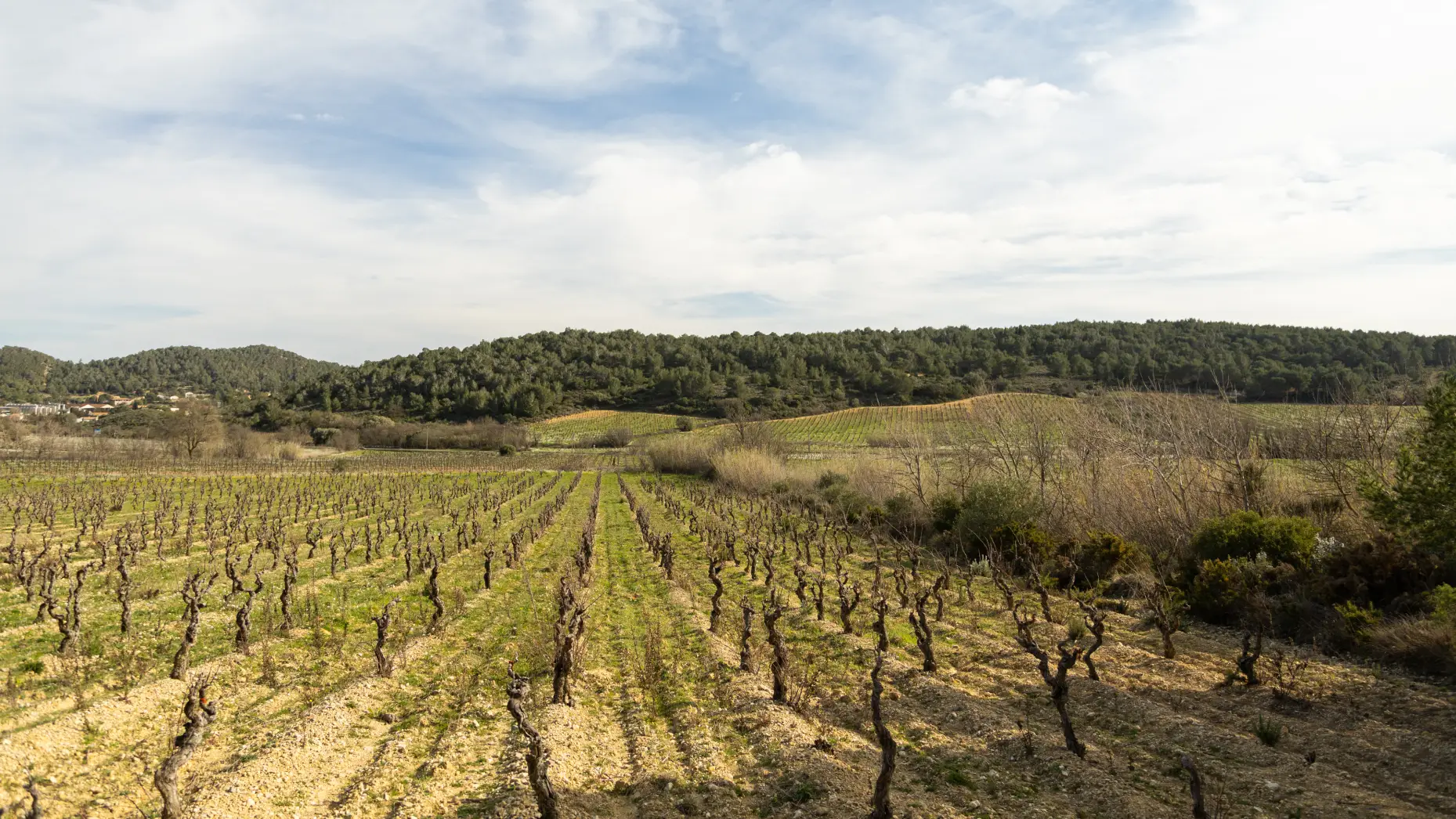 Entre vignes et oliviers