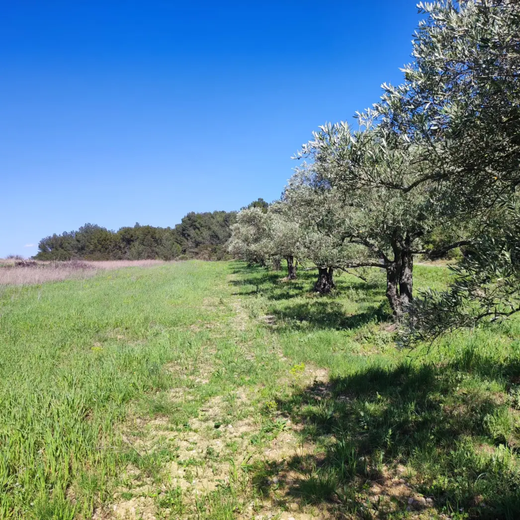 Les oliviers égarés