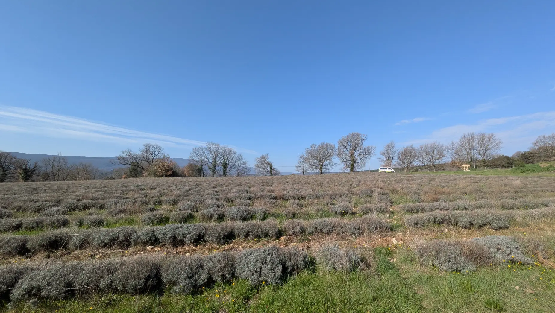 Le champ de lavande