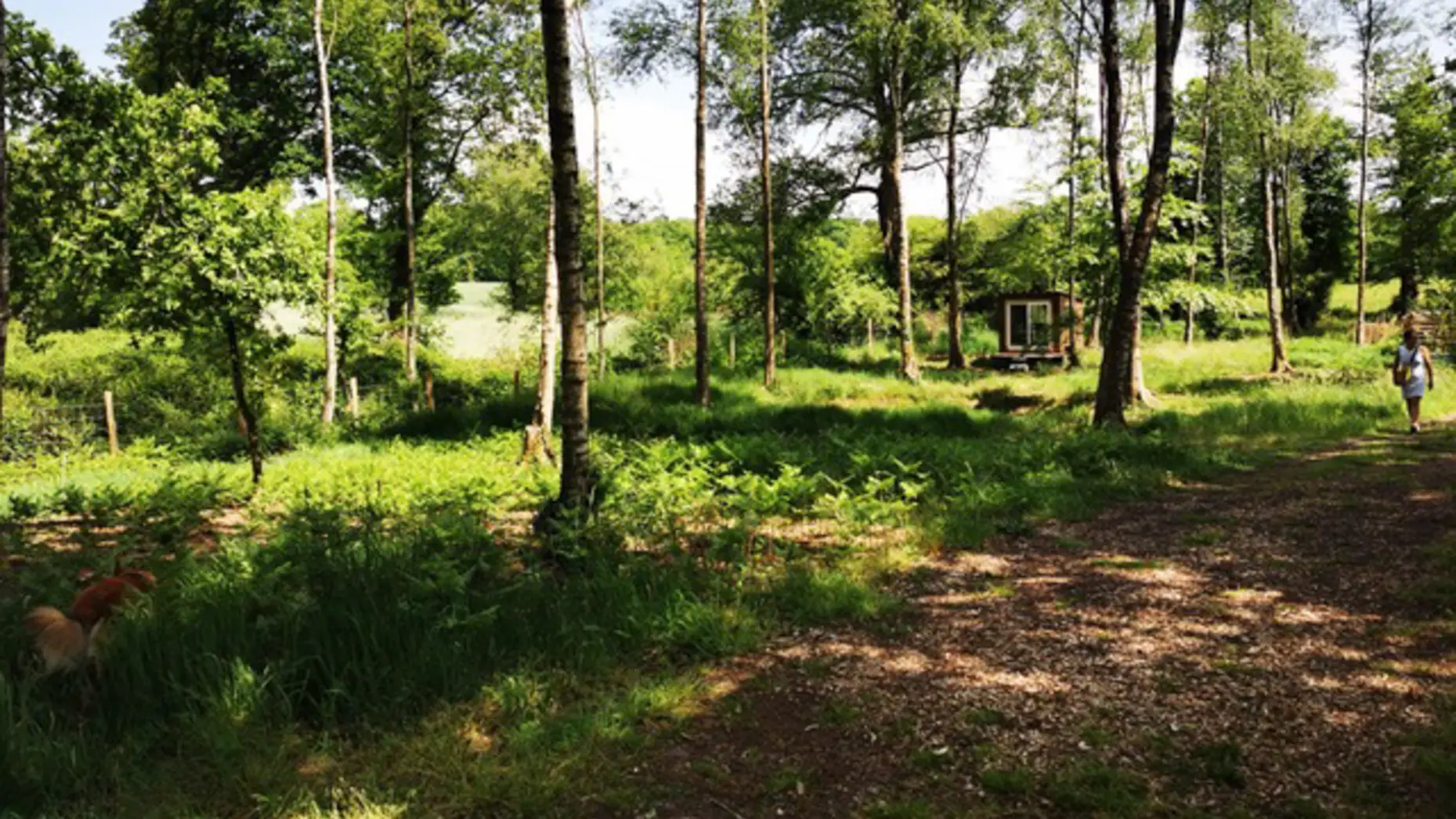 Forêt de Paimpont #8