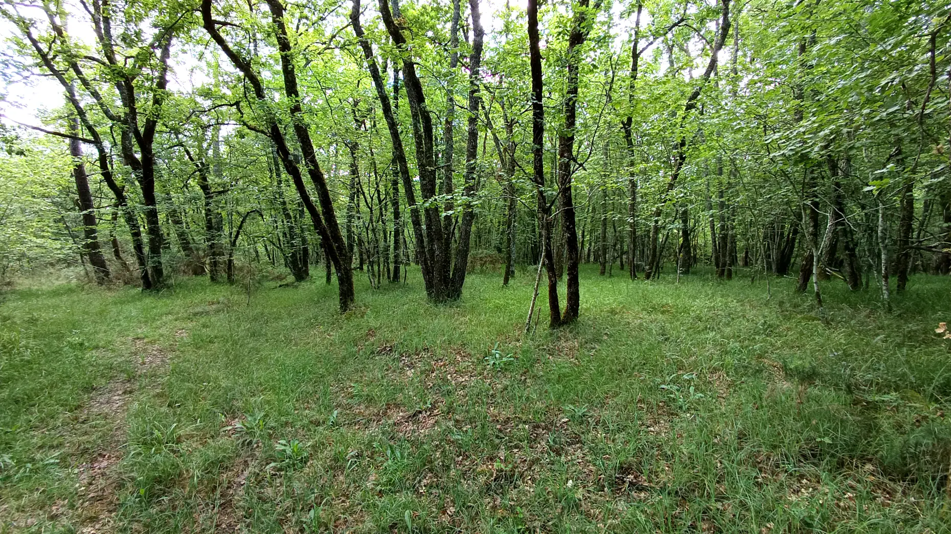 Dans la forêt de Lavaud