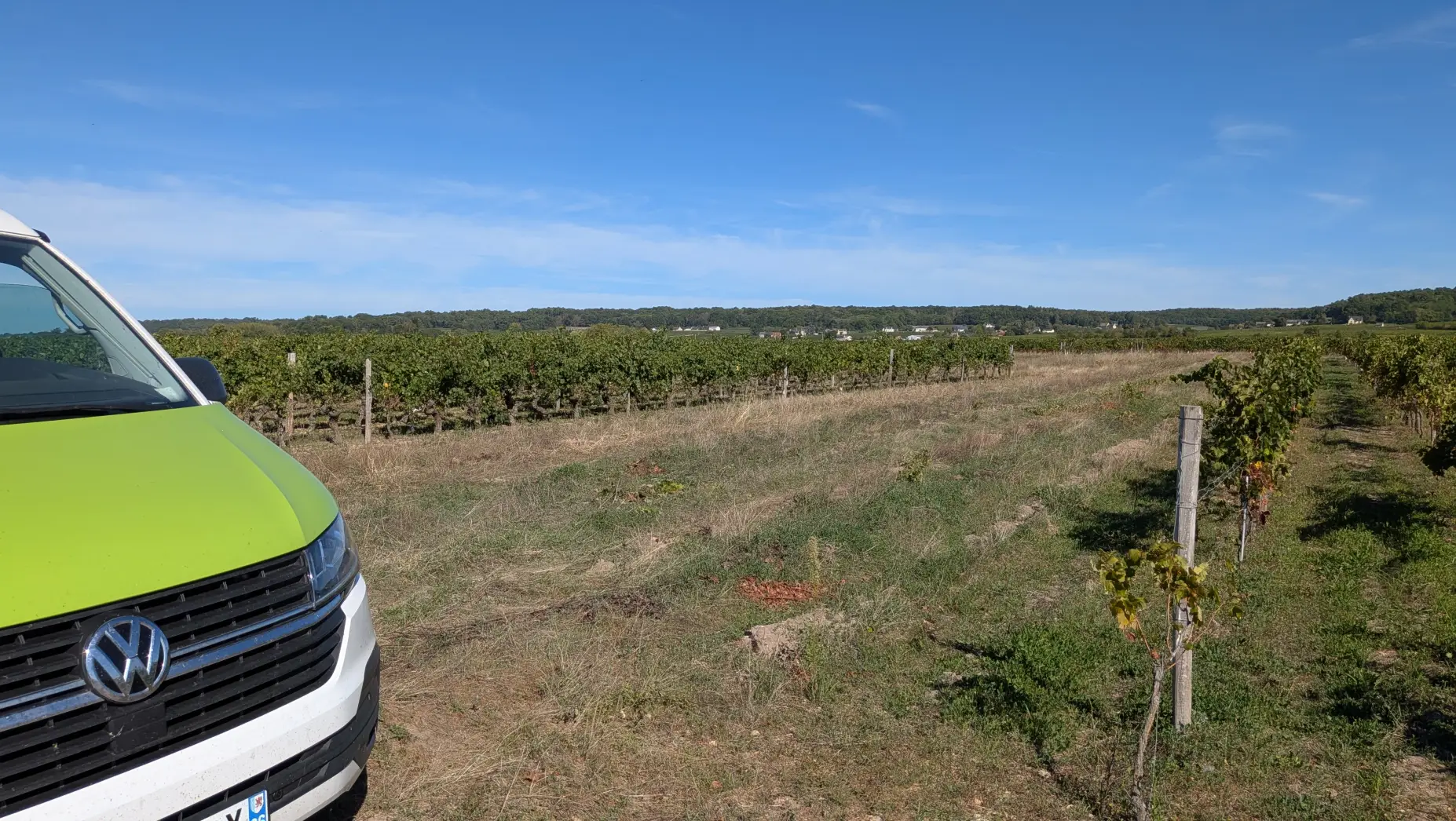 Au milieu des vignes