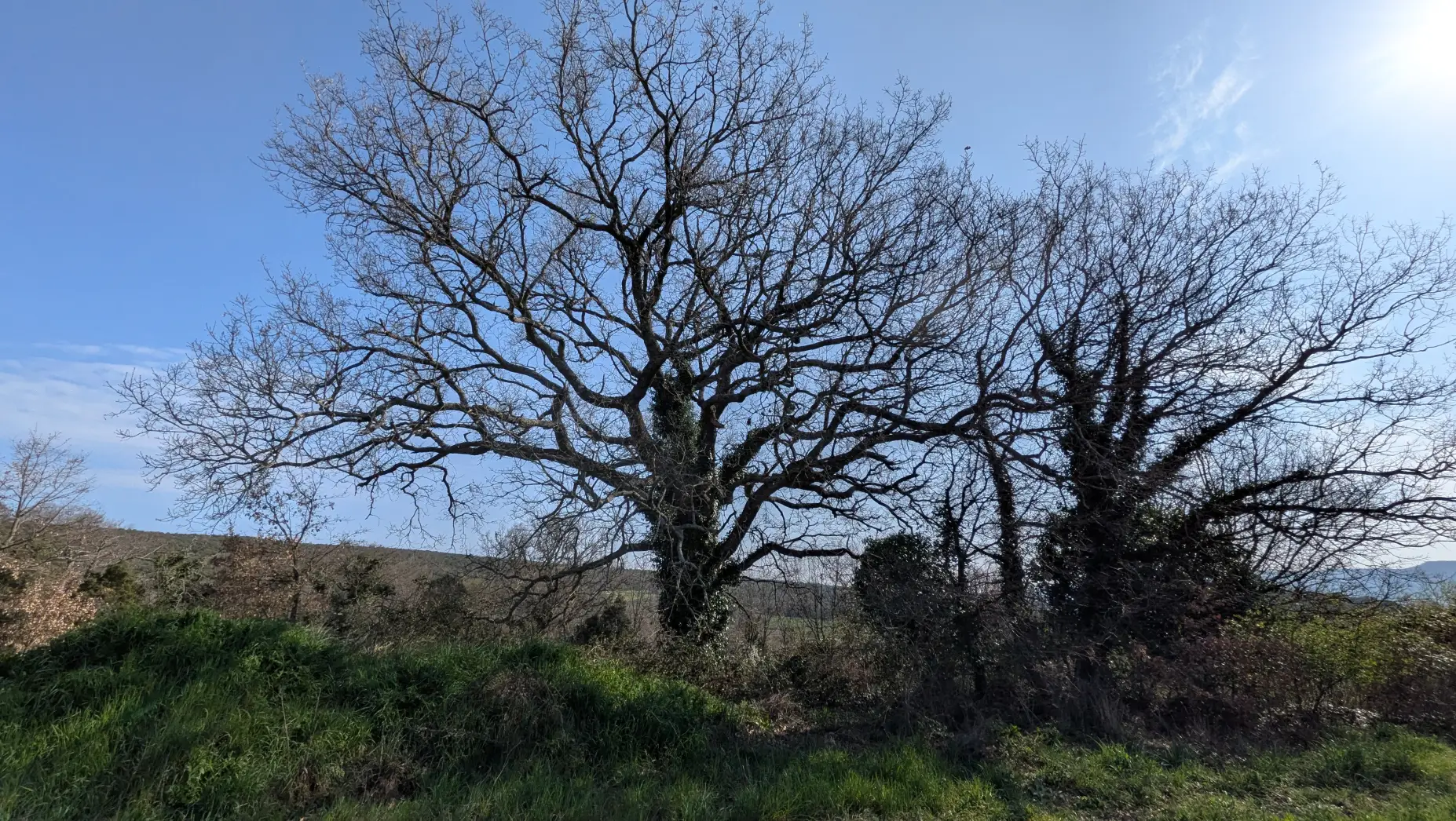 Le champ de lavande #5