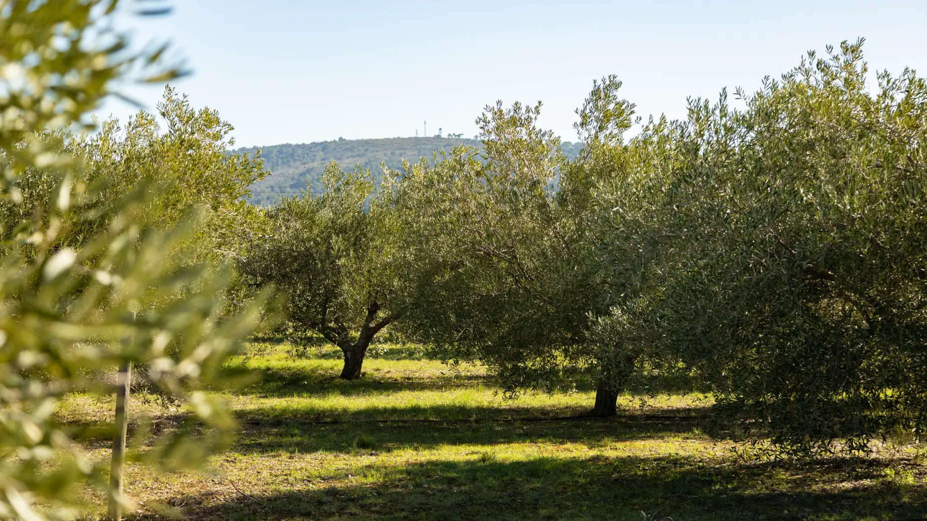 La pause des oliviers 1