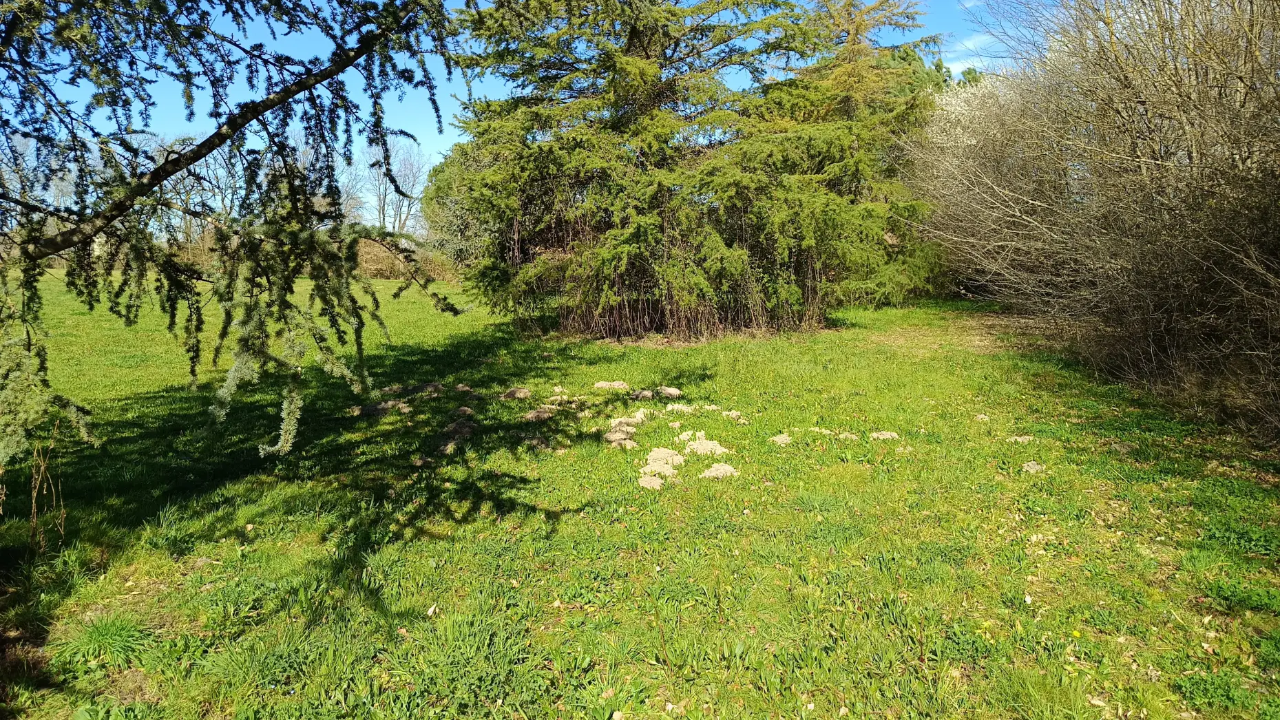 Le bois des garrigues