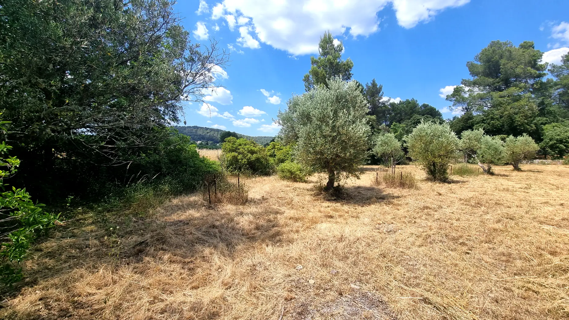 L'oliveraie Patoulatchie