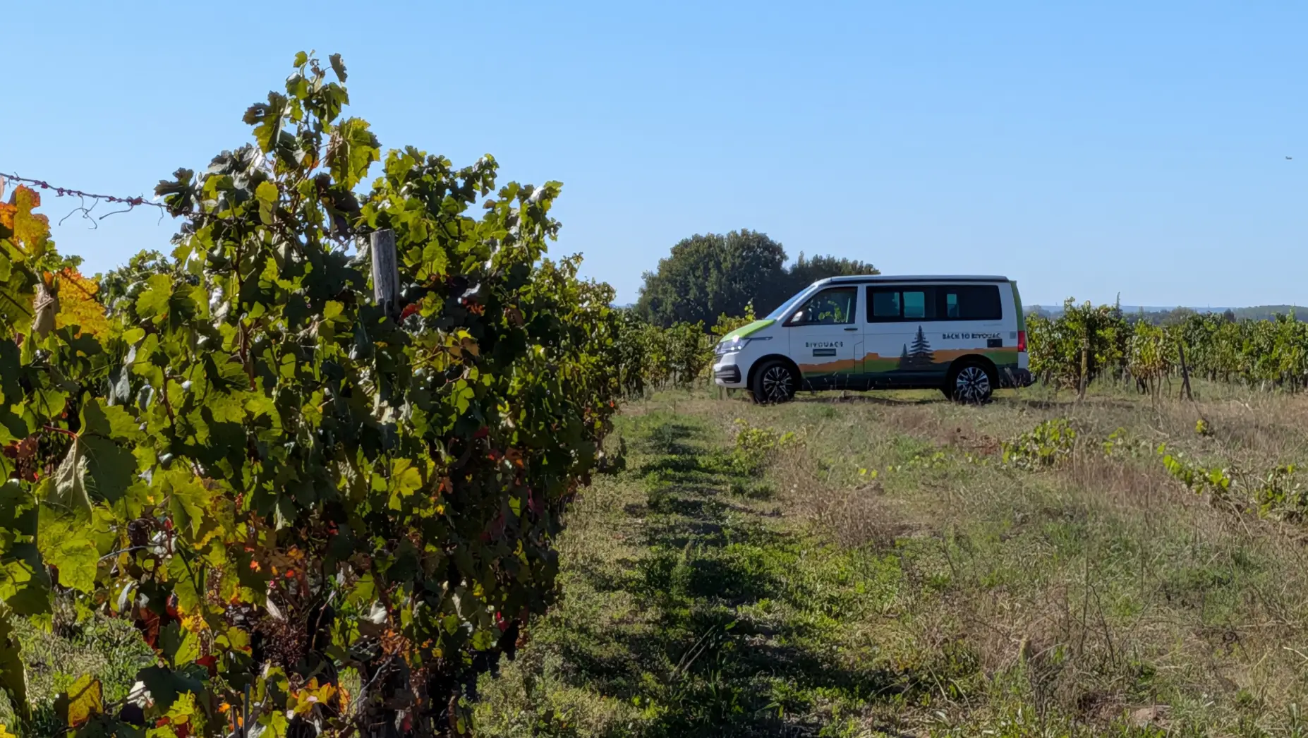 Au milieu des vignes