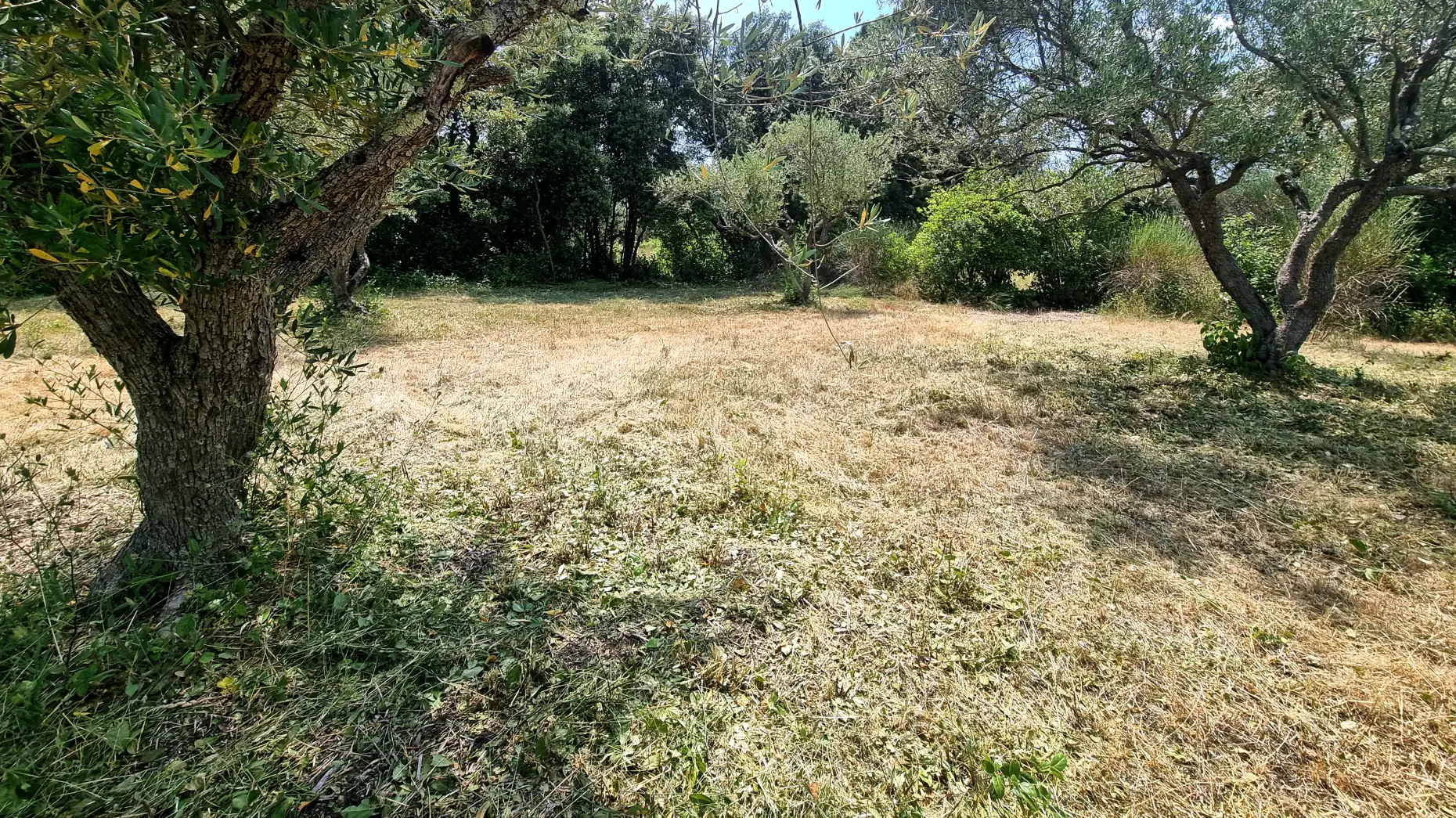 L'oliveraie Patoulatchie 2