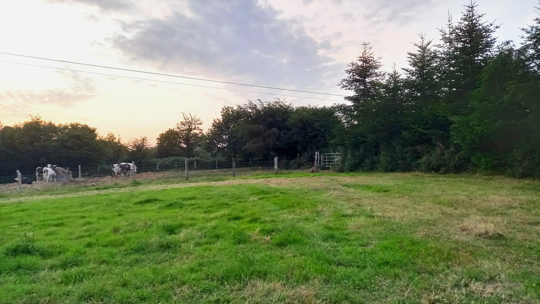 La forêt et les vaches #5