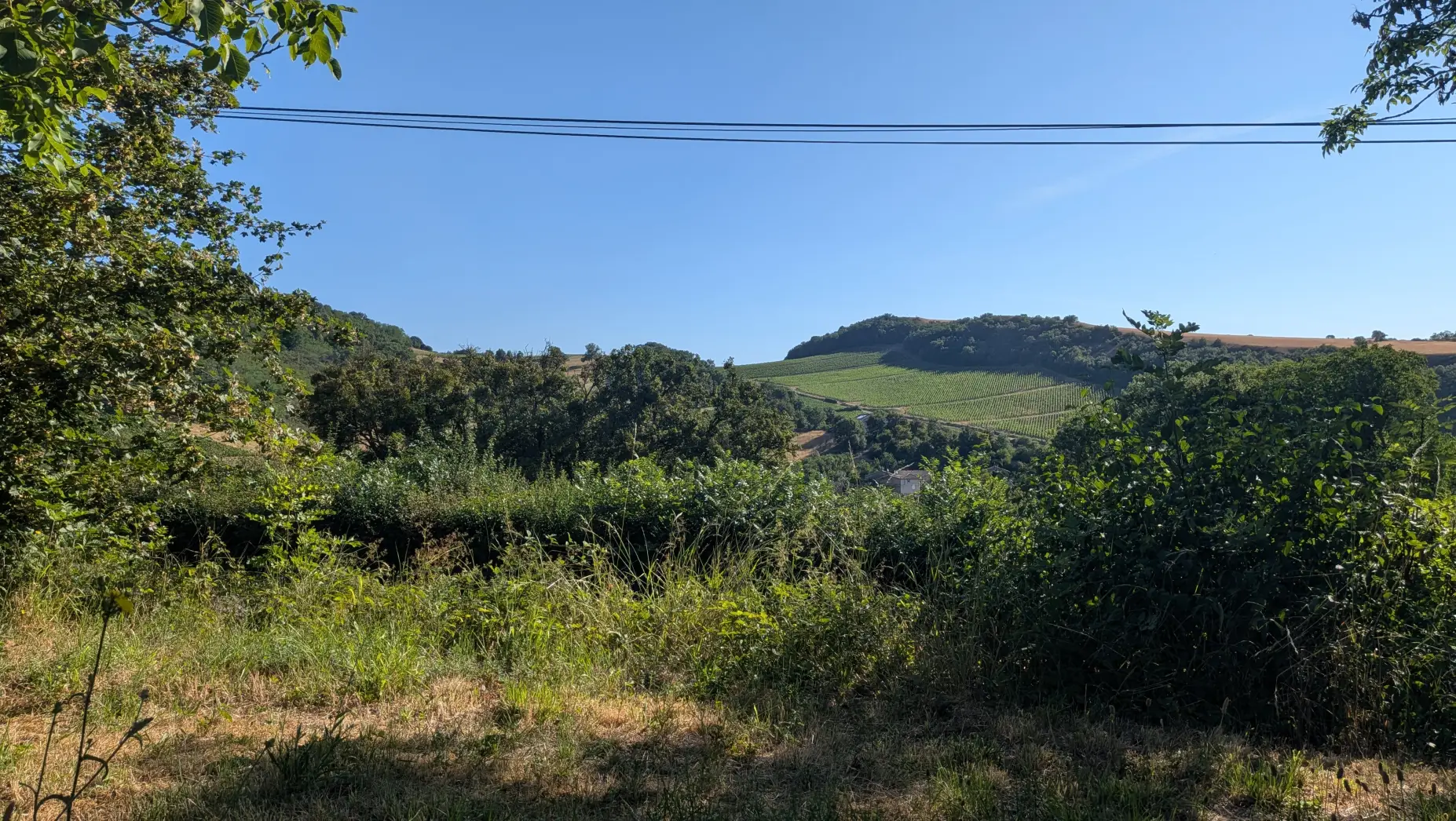 Un clou dans la vigne #4