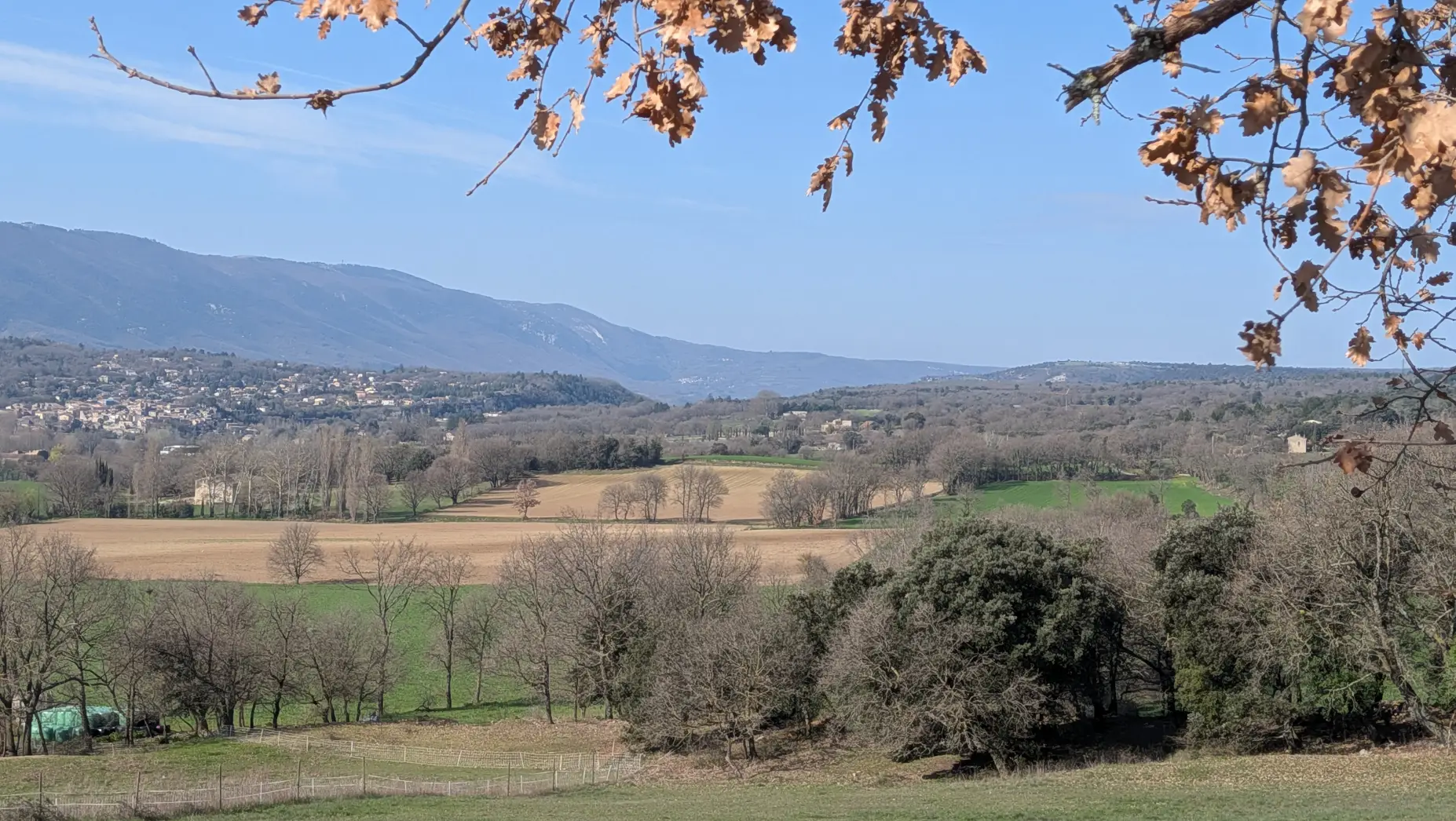 Le champ de lavande #7