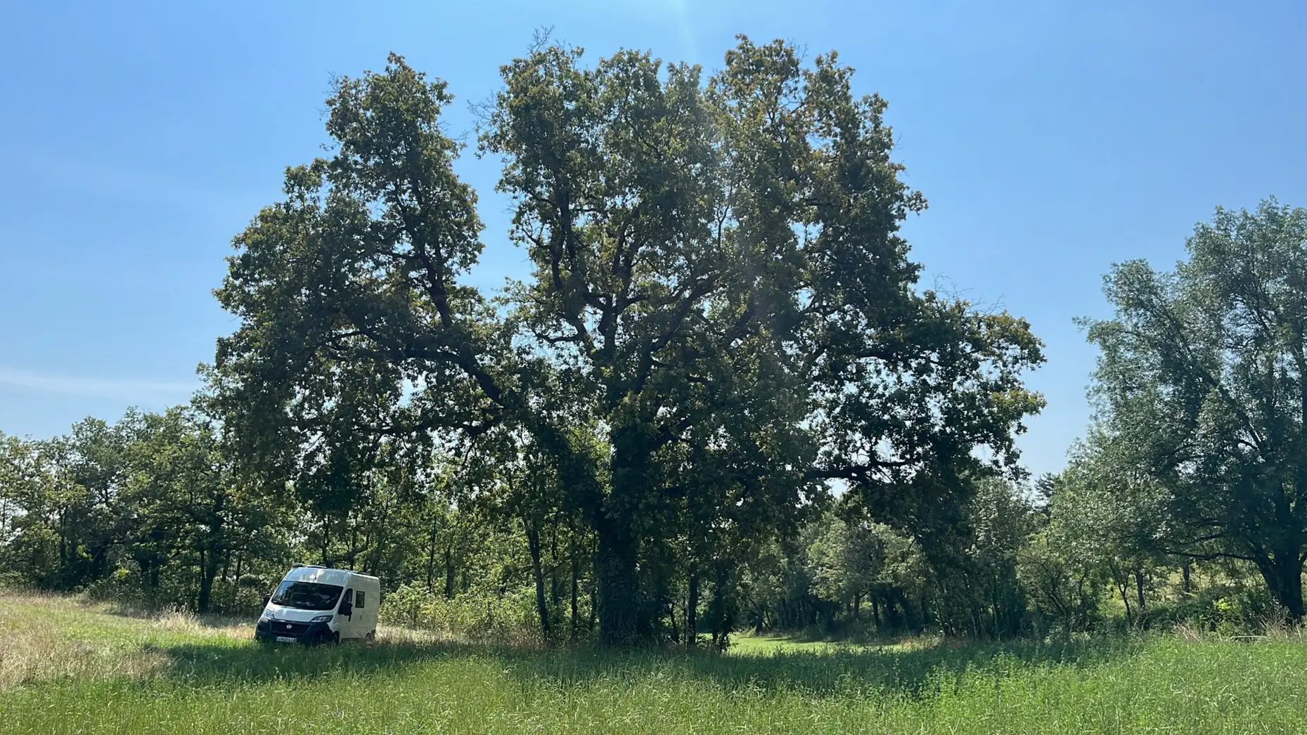 L'arbre de Capendut #4