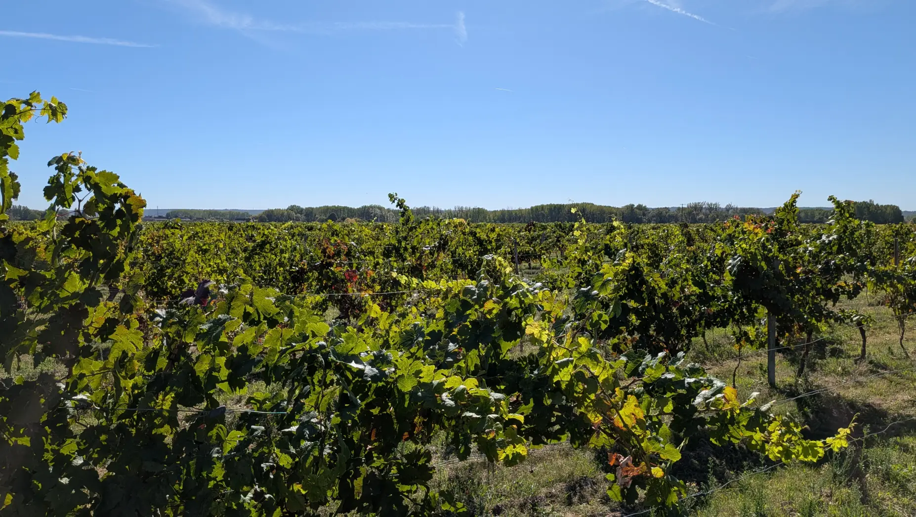 Au milieu des vignes