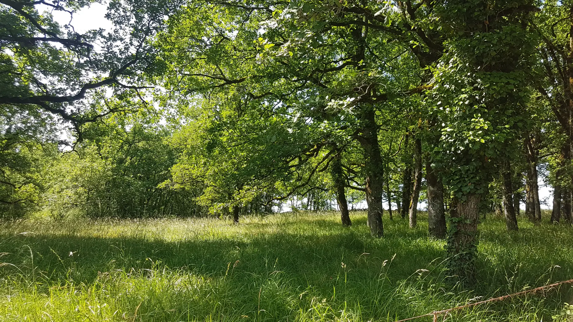 Ma petite forêt