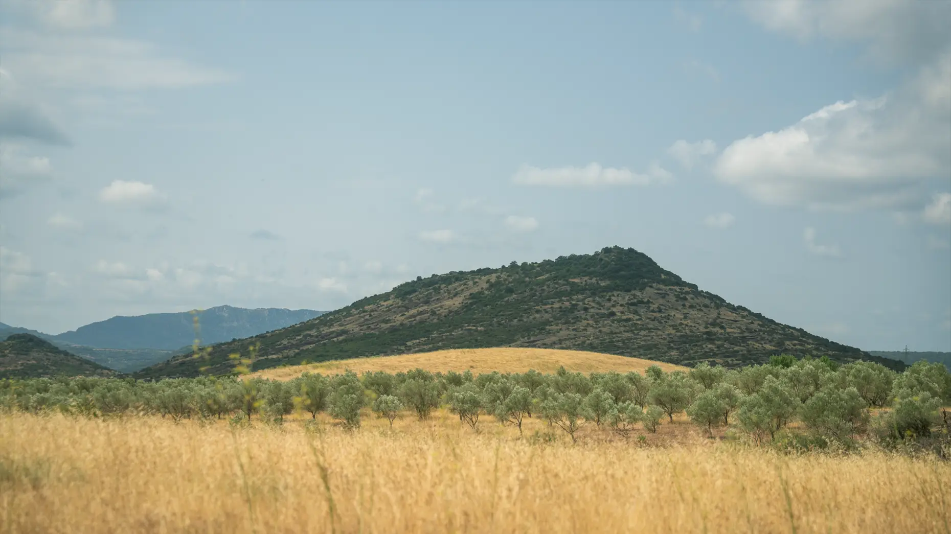 Milolives 2