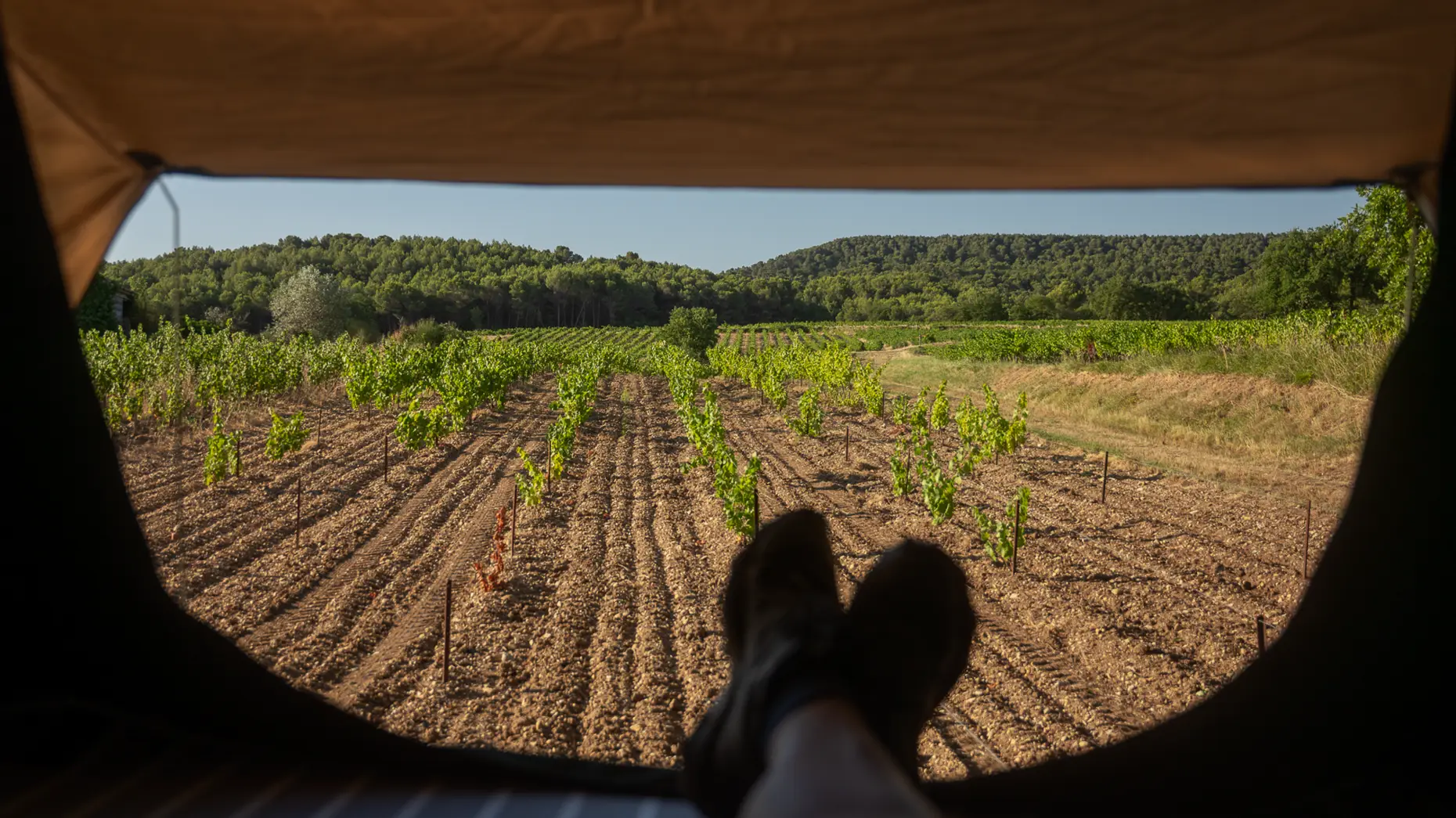 Le chemin des vignes