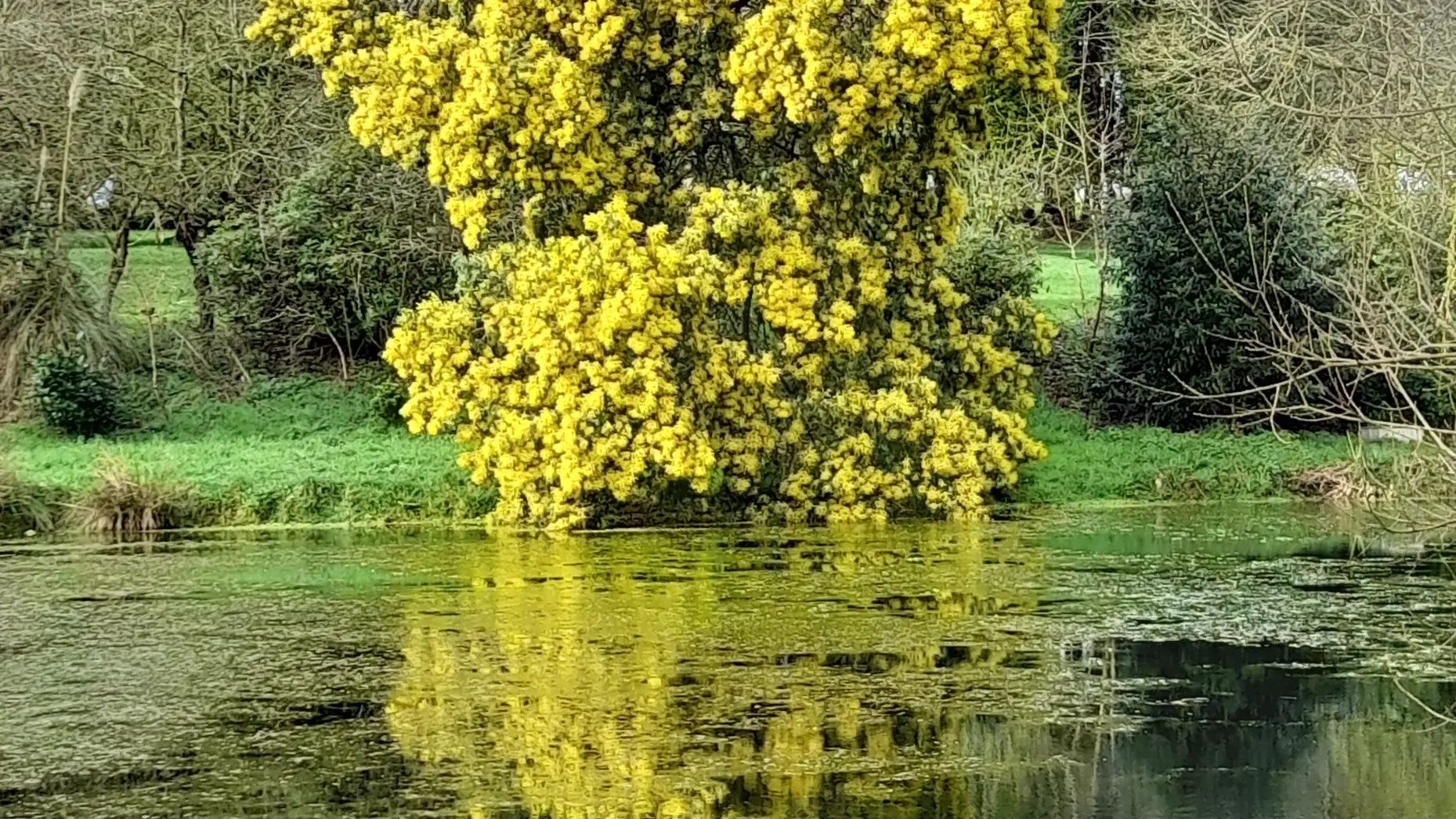Barradoz Glaz (Au bord de l'étang) #7