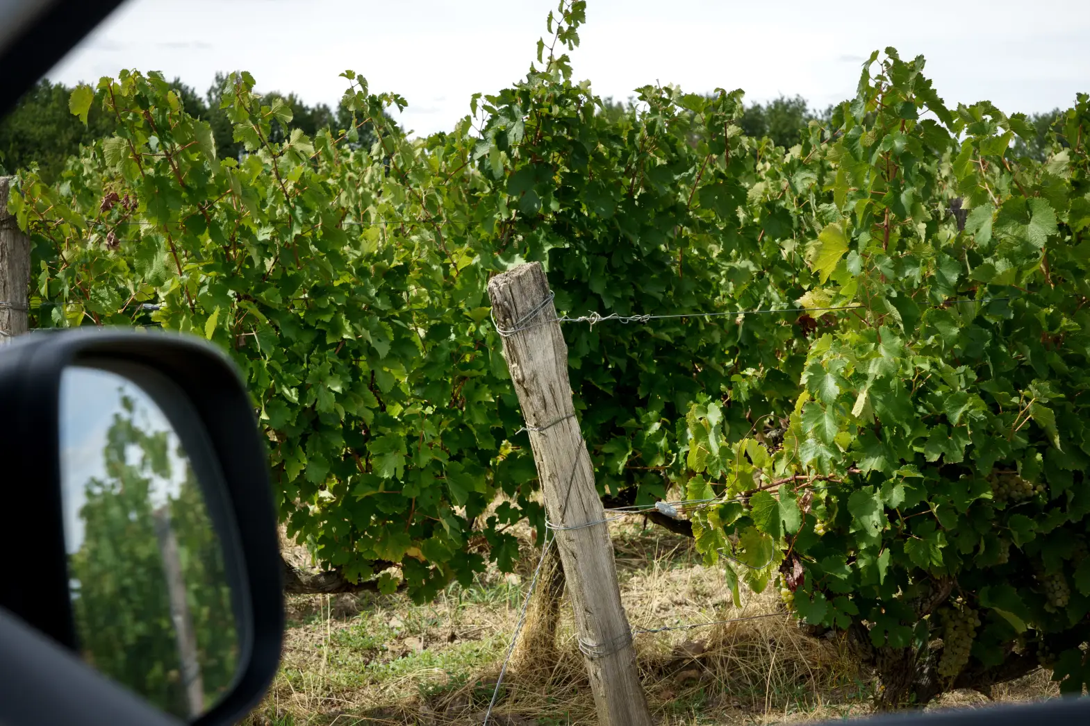 Domaine de bois Mozé 2 #4