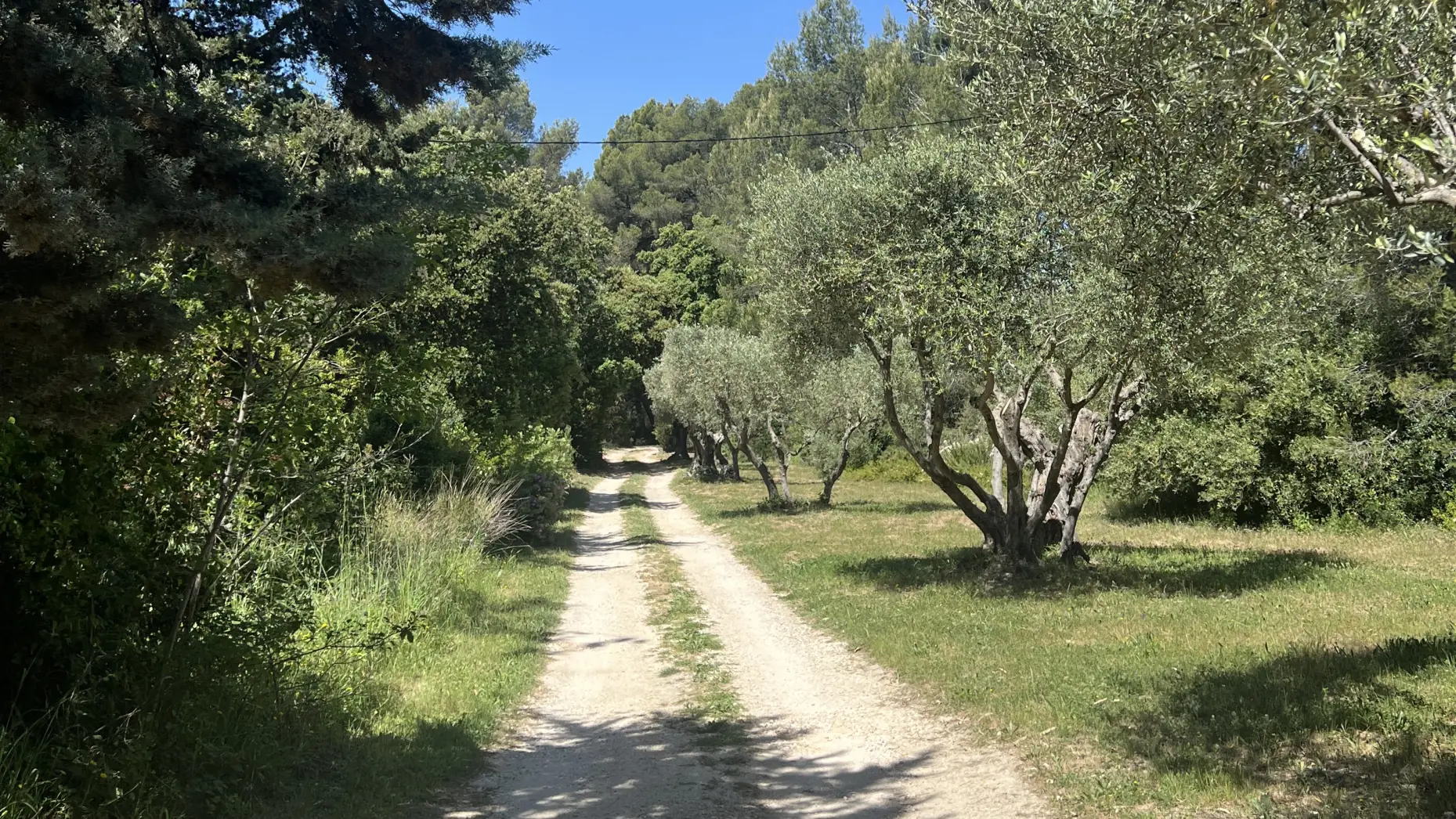 L'allée des oliviers