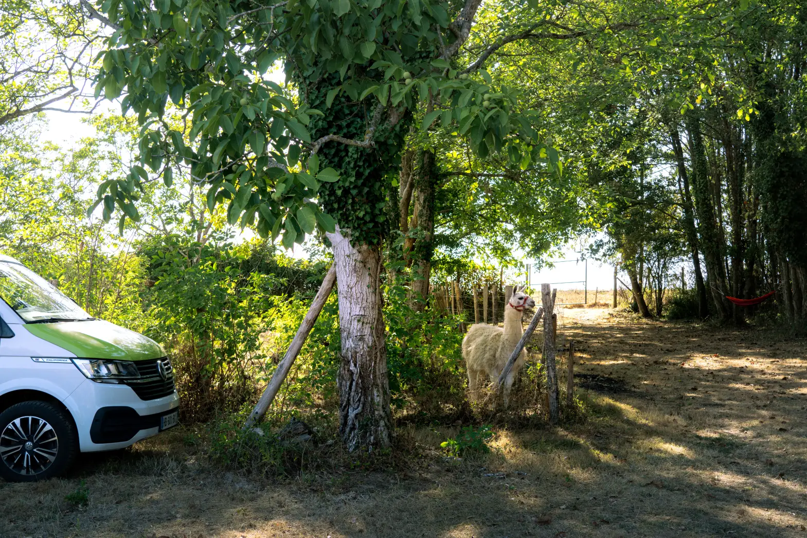 Le champ des lamas