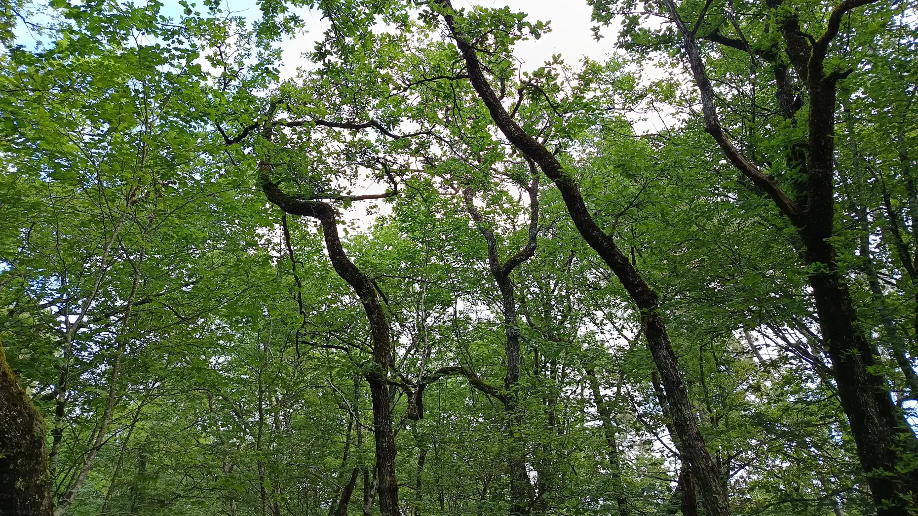 Dans la forêt de Lavaud #4