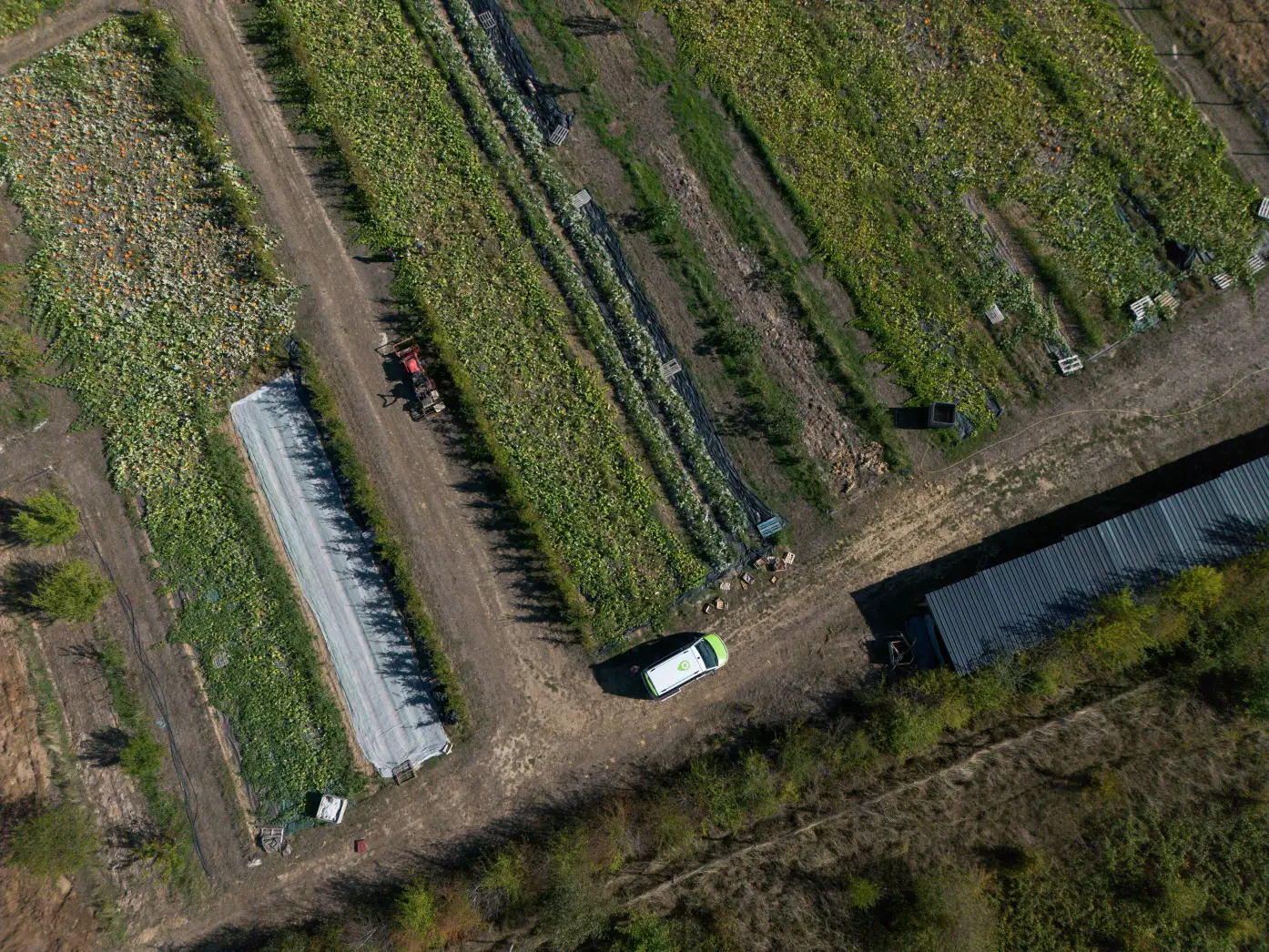 Le Potager de Saint-Martin #9