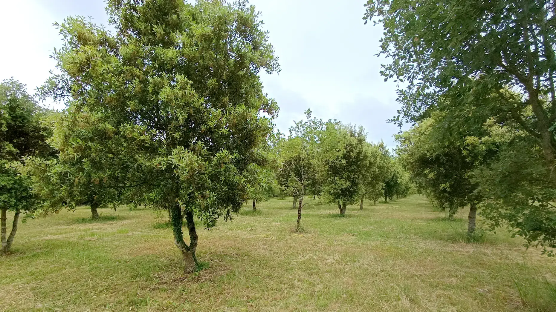 La truffière #4