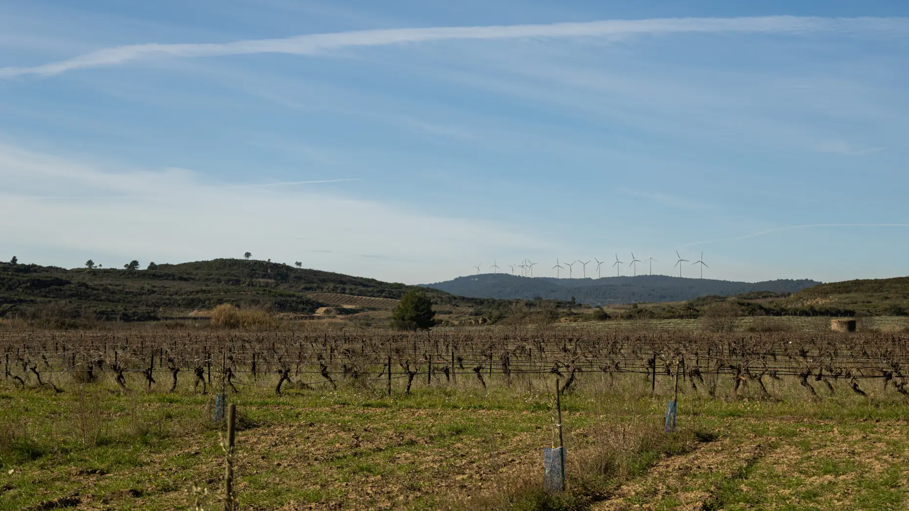La pause des oliviers 2 #4
