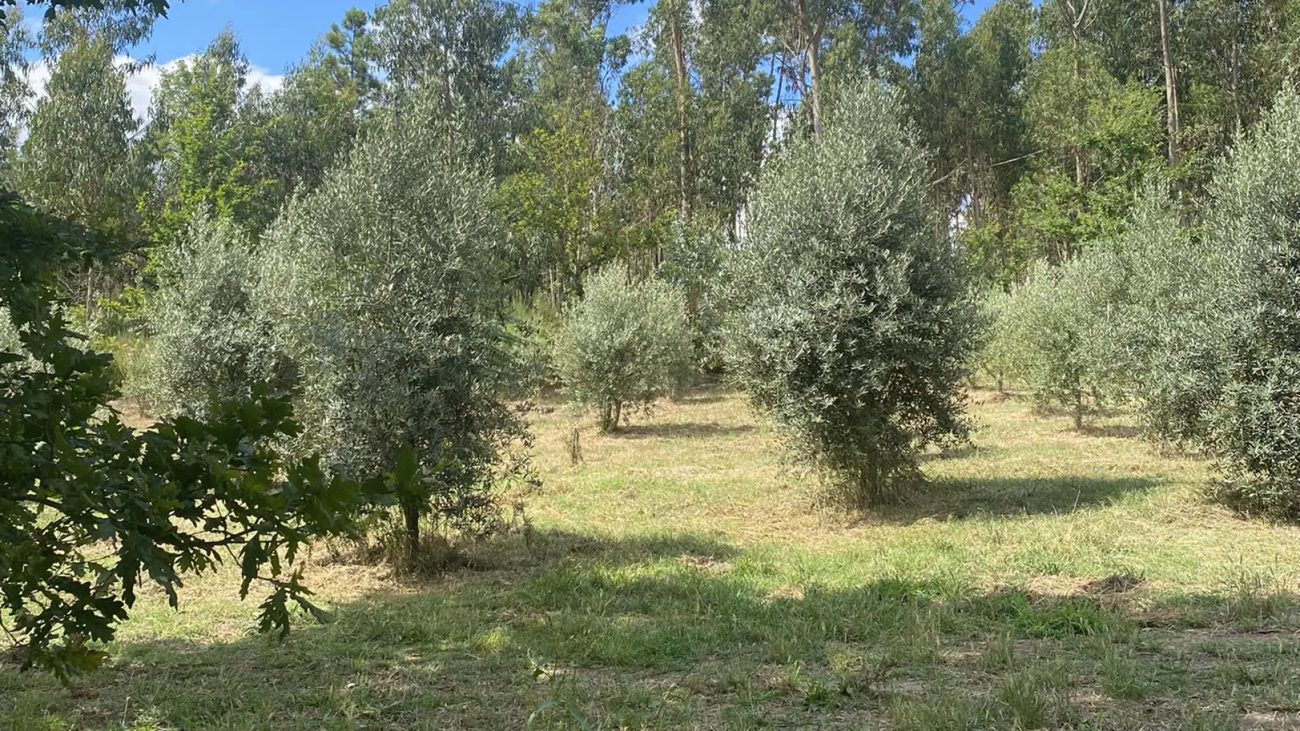 Olival