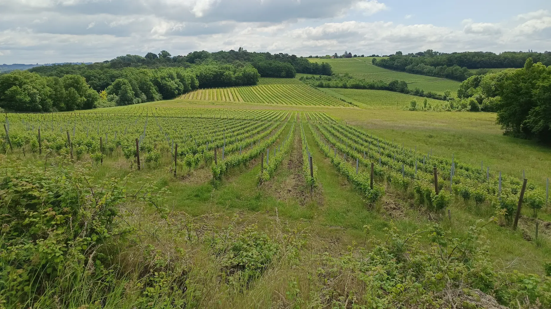 Les vignes de Lavaud 2