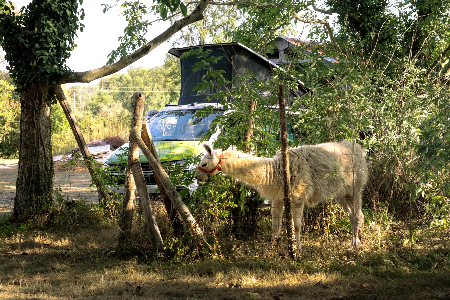 Le champ des lamas #4