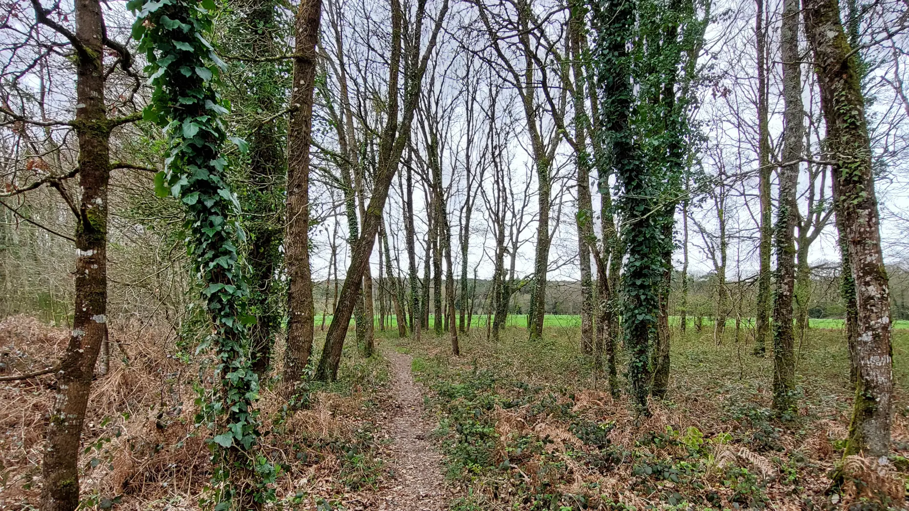 Forêt de Paimpont #7