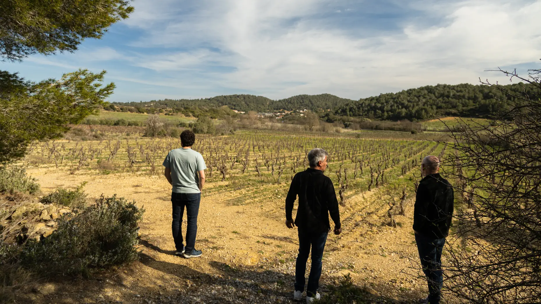 Entre vignes et oliviers #4