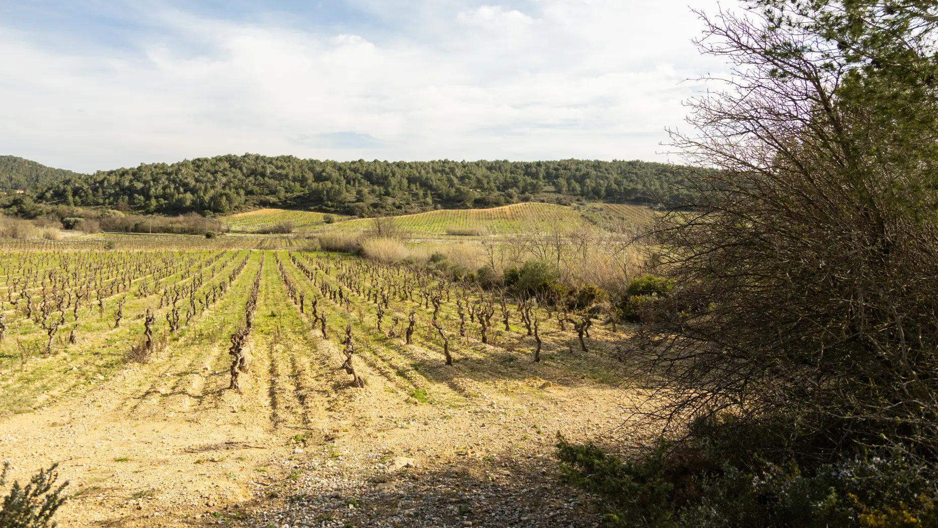 Entre vignes et oliviers #5