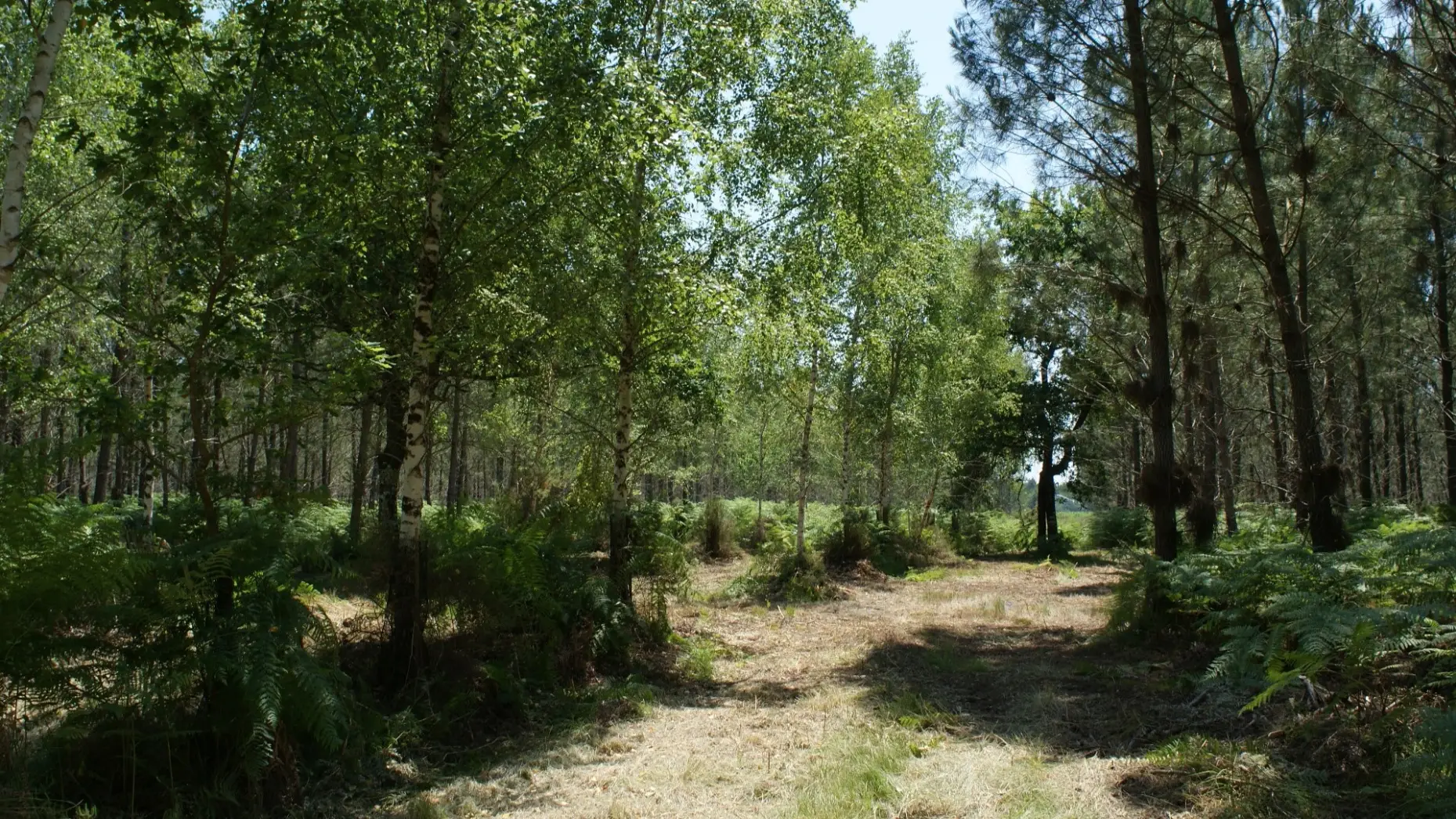 La forêt des Landes