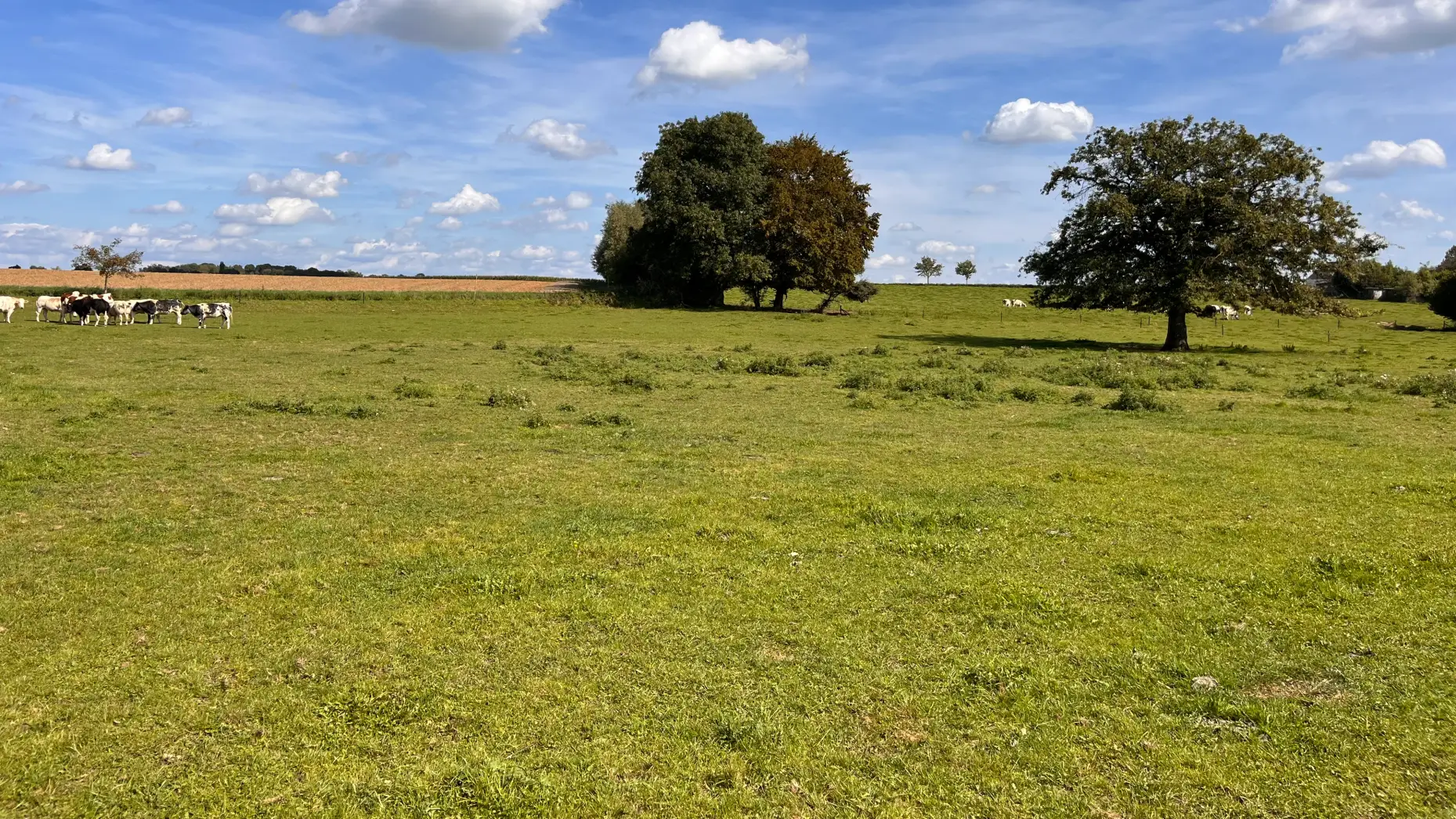 Le pré aux vaches #4