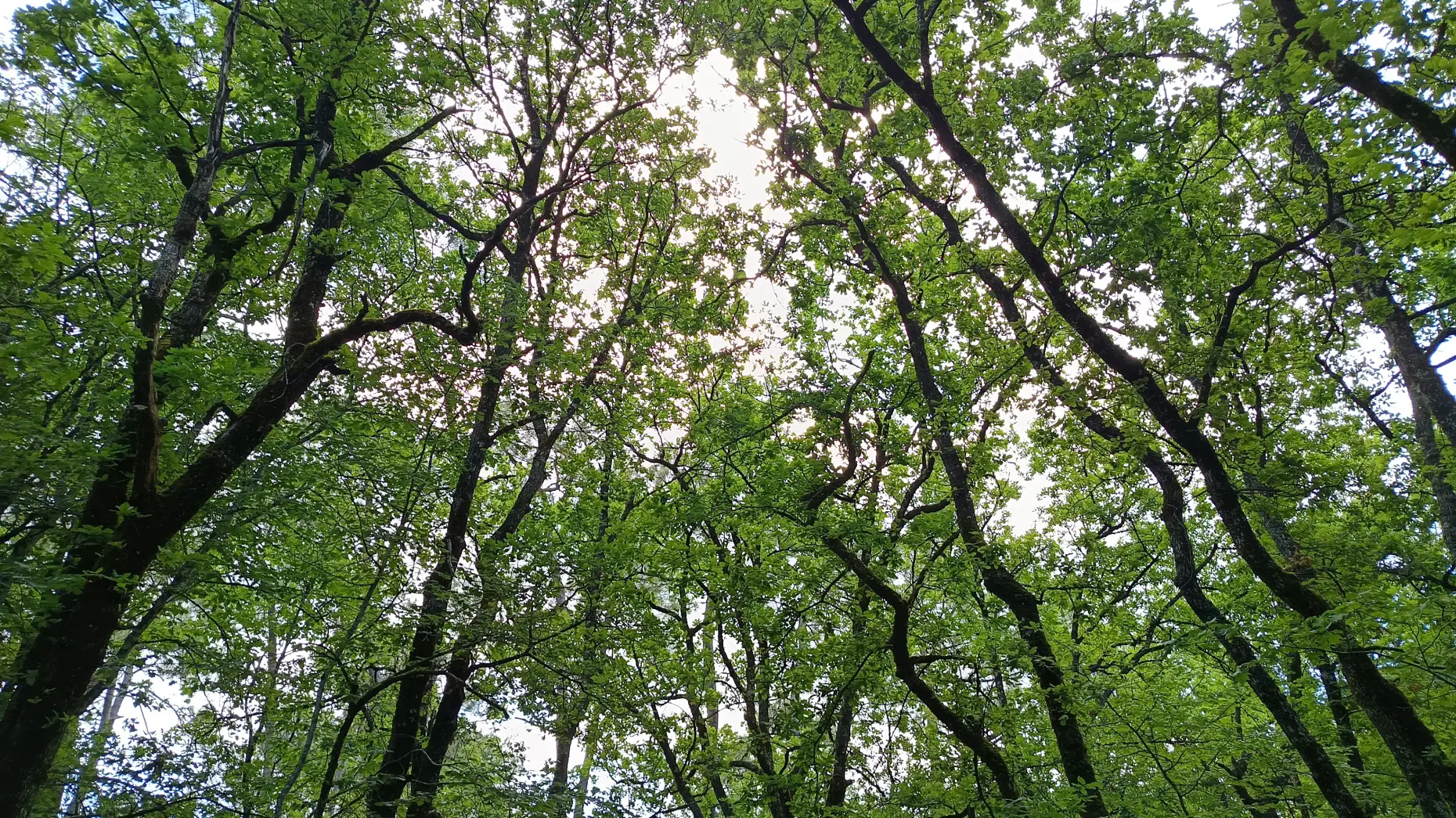 Dans la forêt de Lavaud